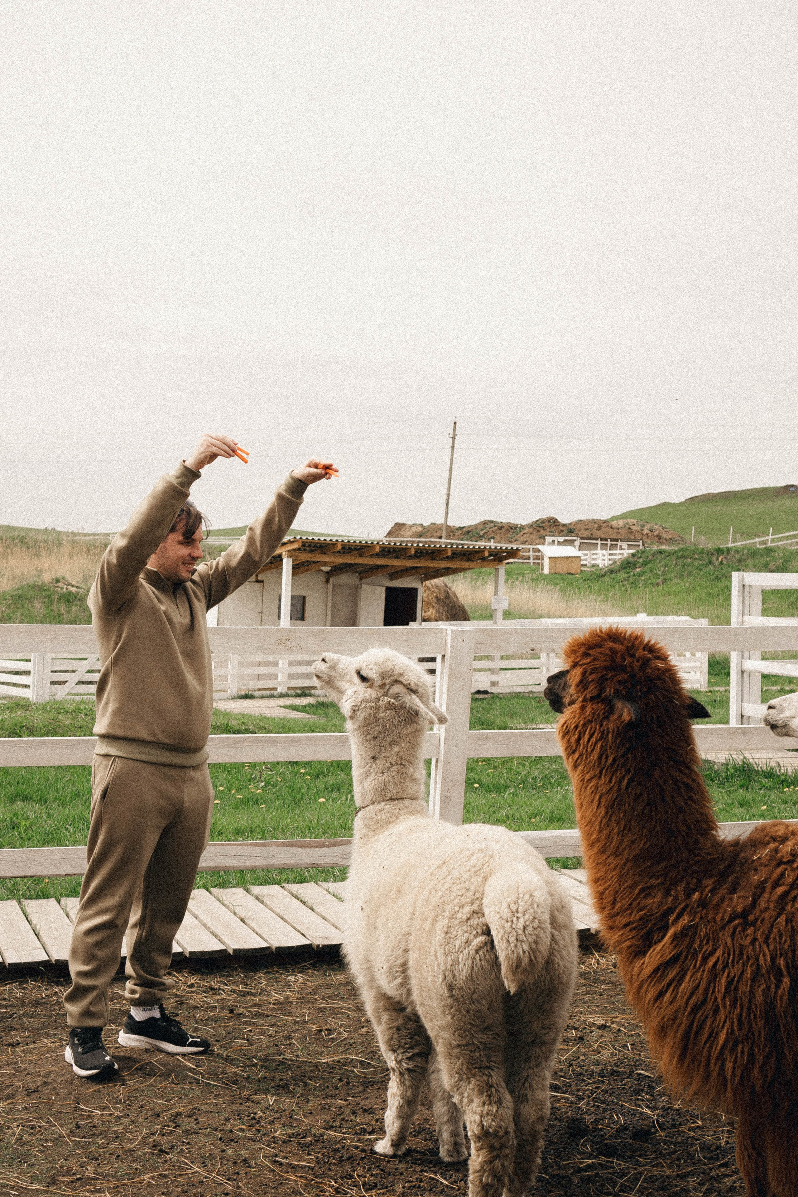 Ферма Альпак. Профессиональный фотограф, Санкт-Петербург — Виктория Богомолова