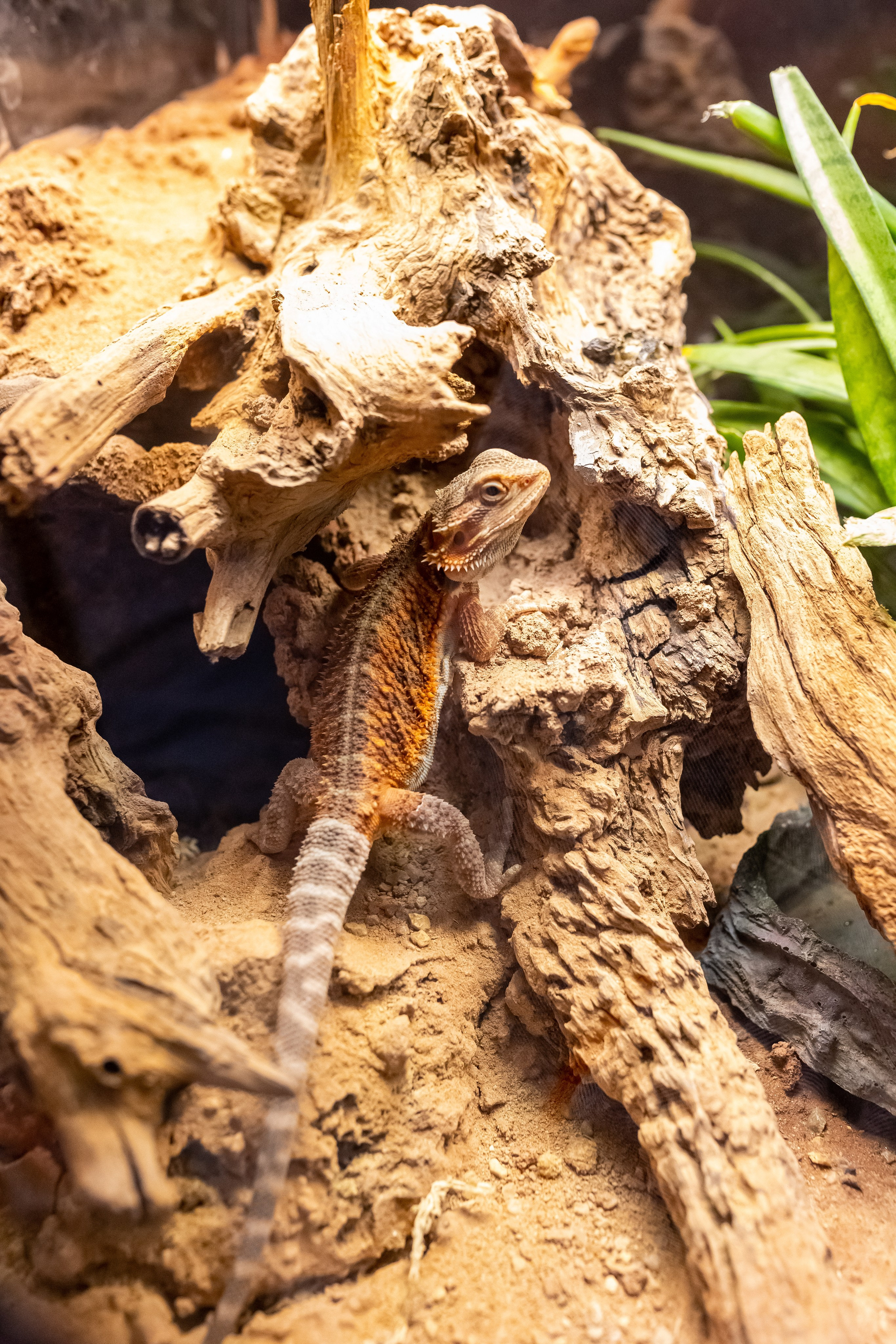 Рептилиум 2024. Александра Куликова фотограф, Москва