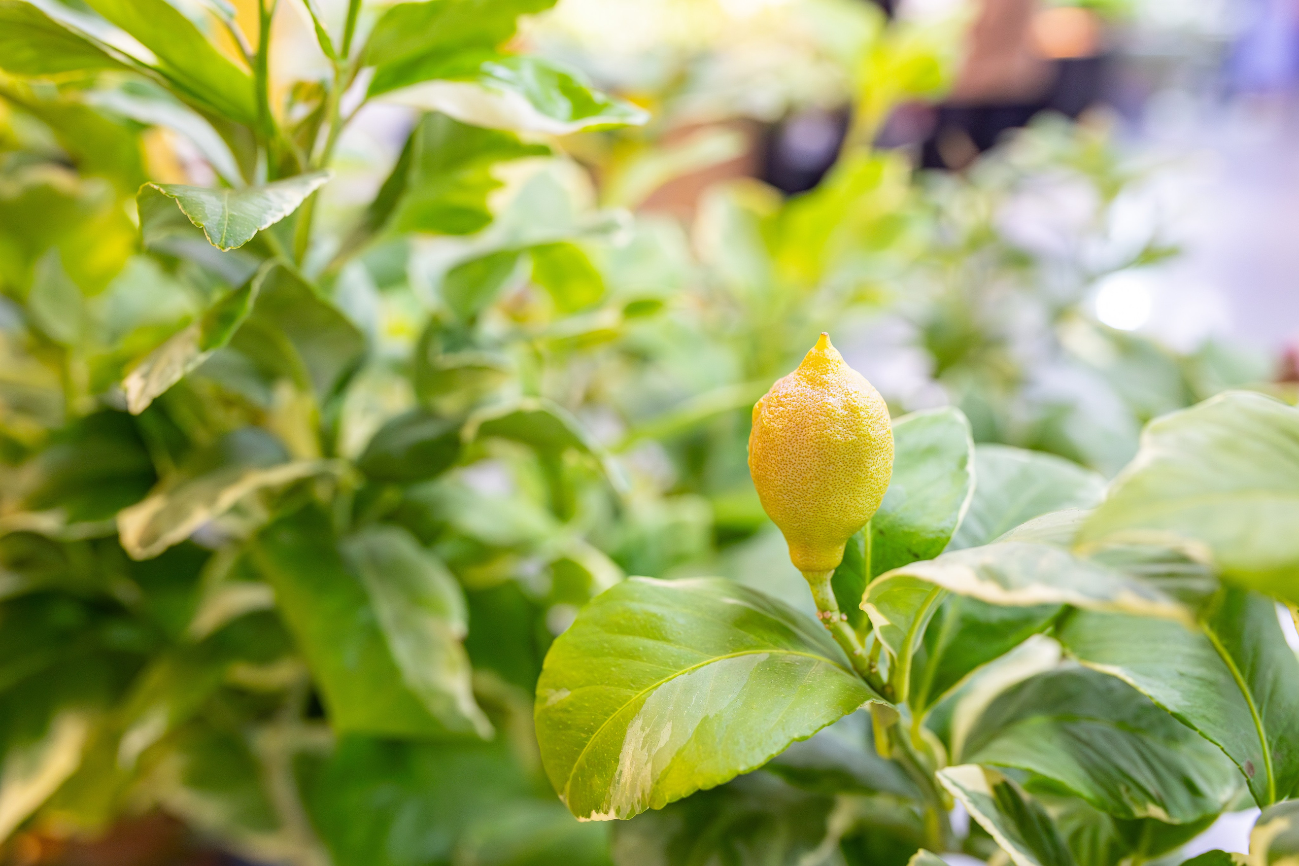 Монстериум 11–12 октября. Александра Куликова фотограф, Москва