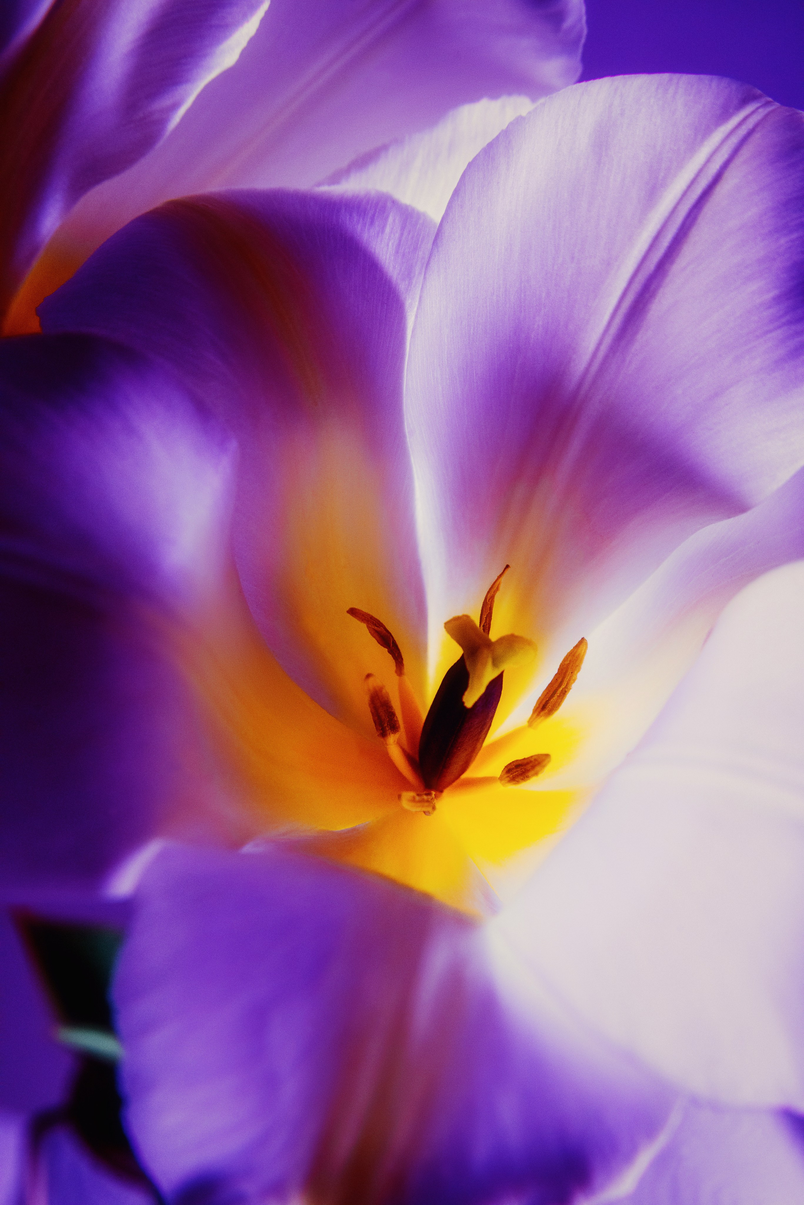 Фотографии цветов и растений. Zamira Sozieva ~ Портретный фотограф ~ Москва