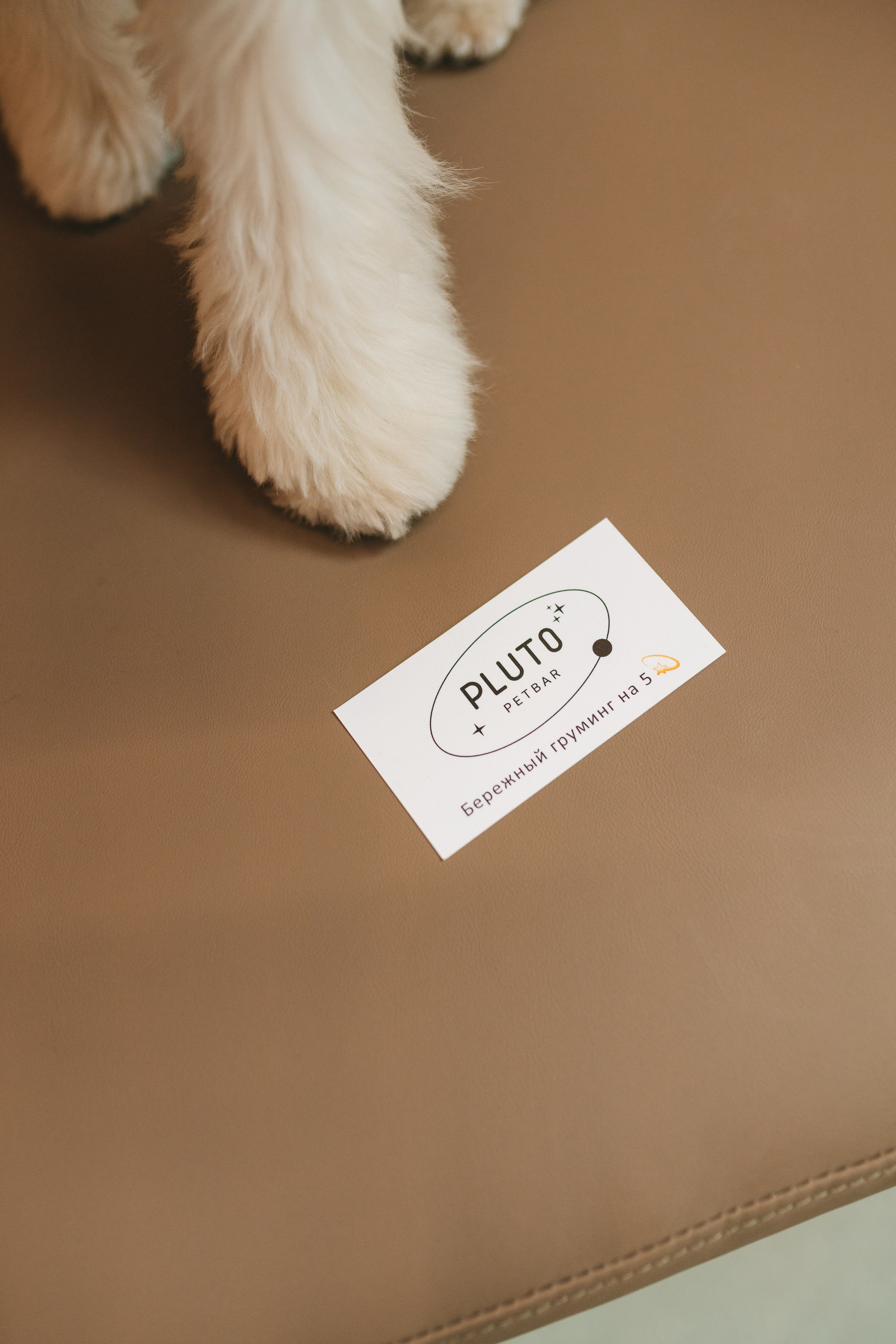 Груминг — салон. Фотограф анималист Осипчикова Мария