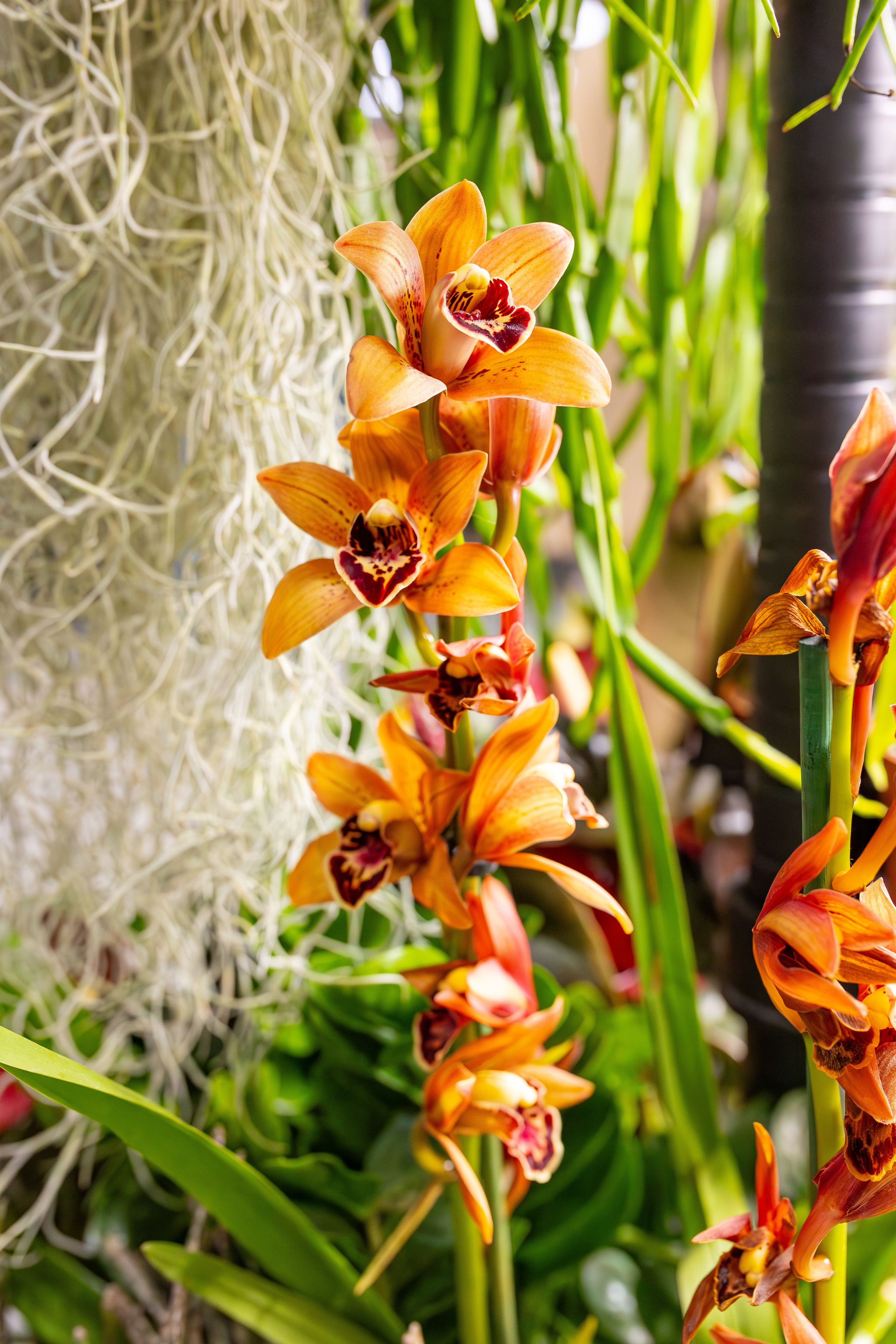 Орхидиум сентябрь 2025. Александра Куликова фотограф, Москва