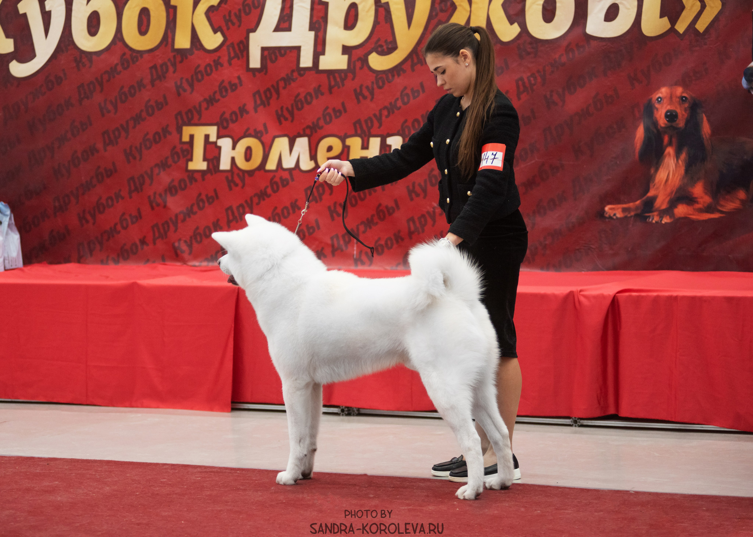 Выставка собак тюмень 10.12.2022. Дог-фотограф в Тюмени Александра Королева