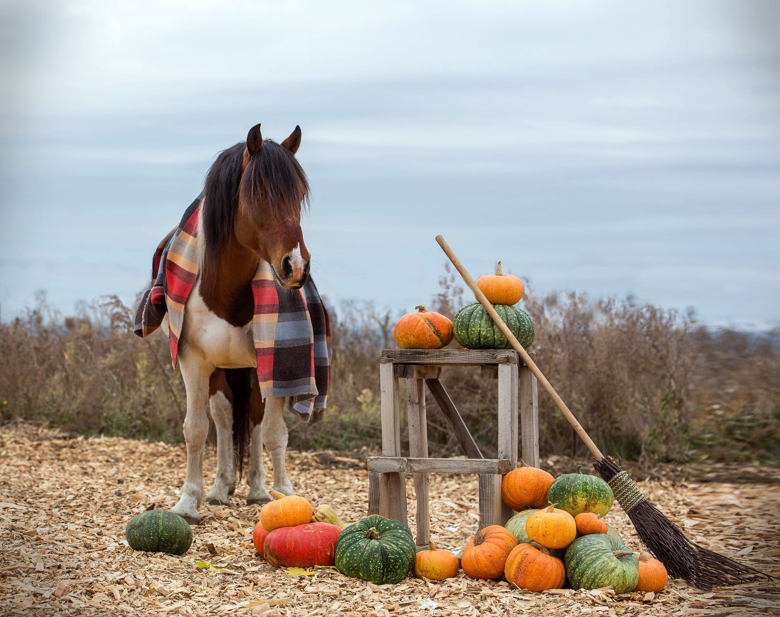 Ольга и Кэп. Конный фотограф в Красноярске — Любовь Похабова