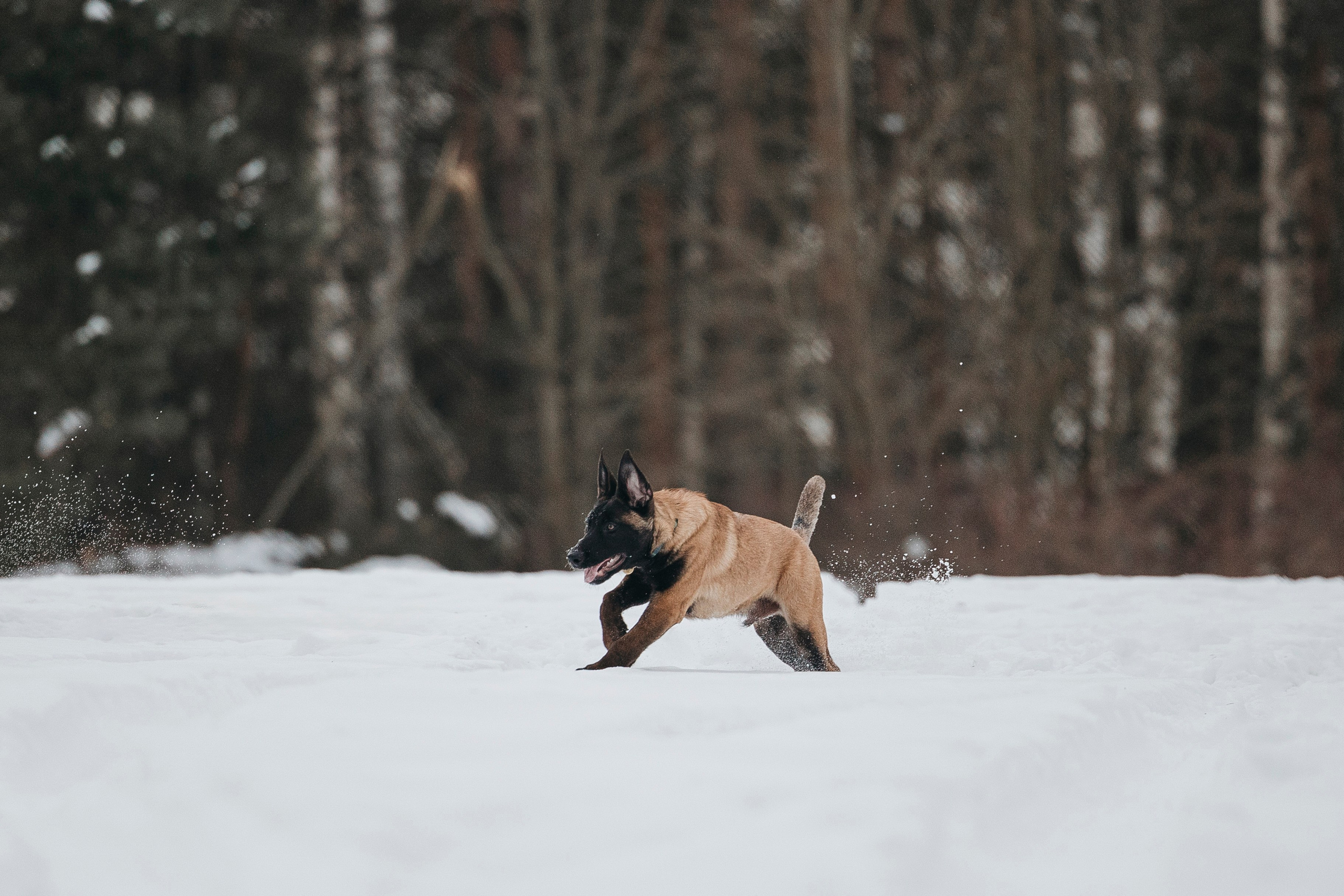 Даша, Омен, Айс и Рицу. Фотограф-анималист Анна Маринич