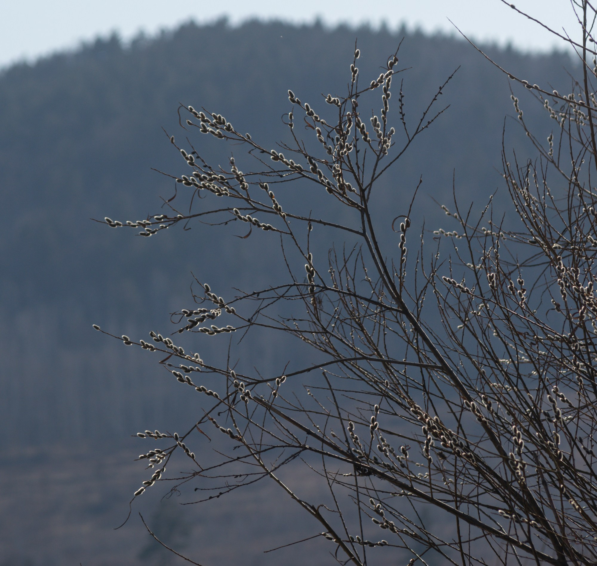 Разное. Репортажный фотограф г. Чита