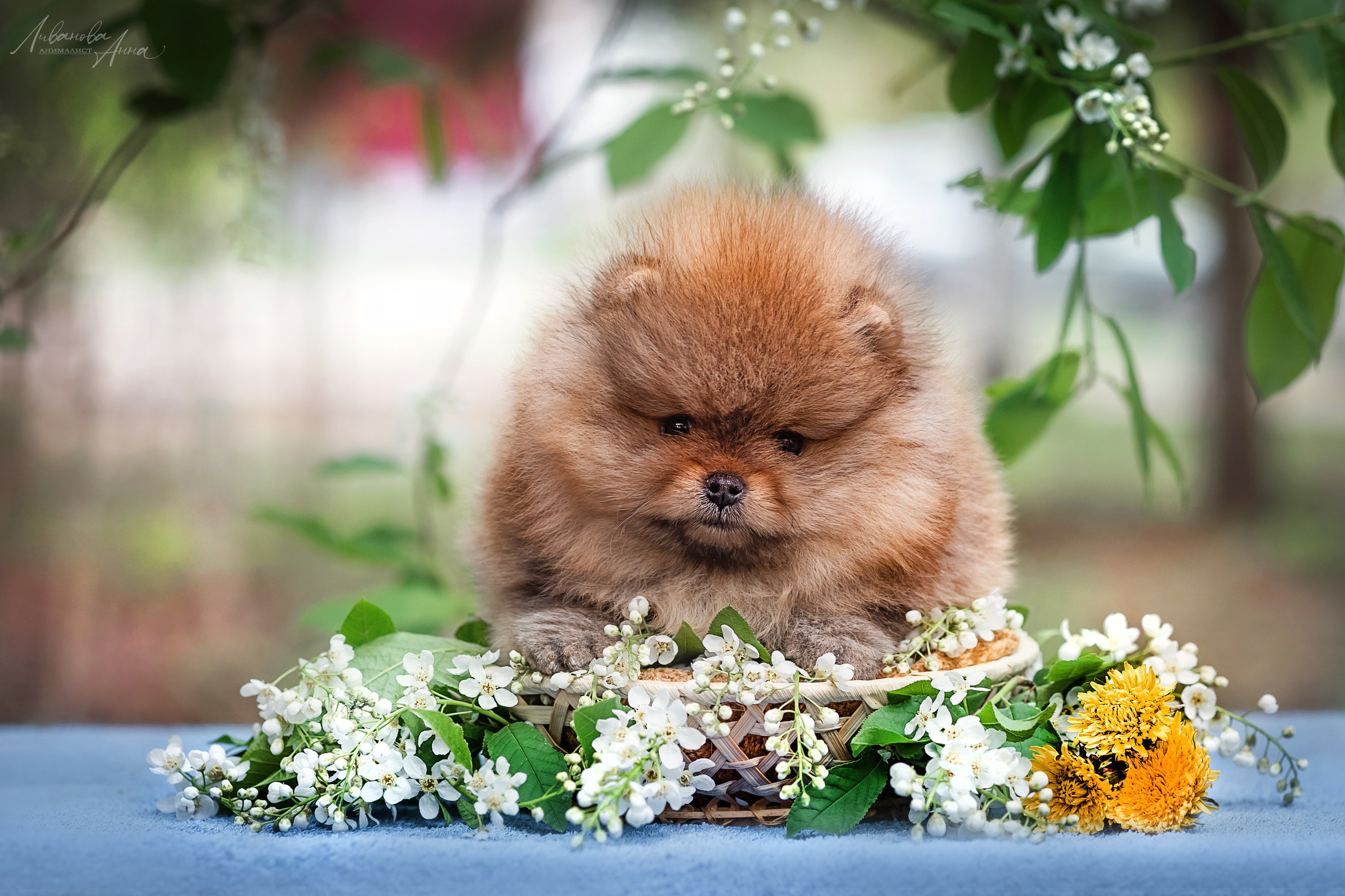 Шпицы. Фотограф анималист Аня Ливанова | Рыбинск