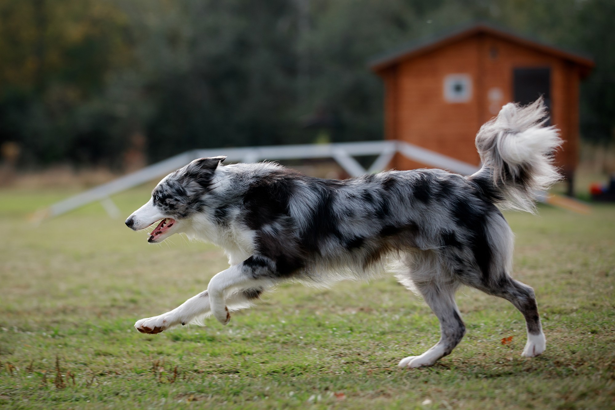 Лагерь по ОБД с Инной Баженовой. Фотограф-анималист Mary Mart — Москва, Питер