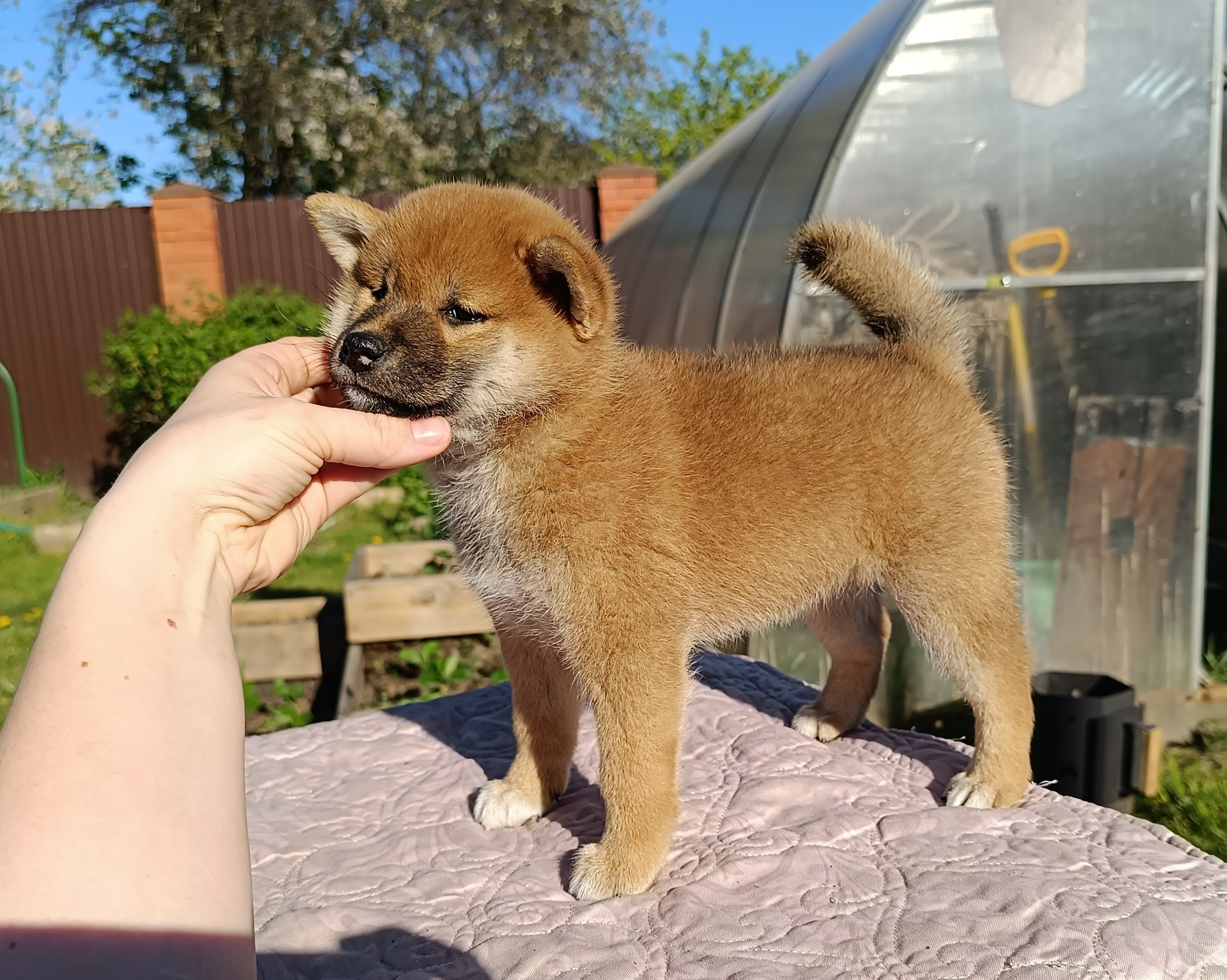 сиба питомник Рубилайт щенки на продажу rubylight  сиба щенки купить СПб Санкт-Петербург