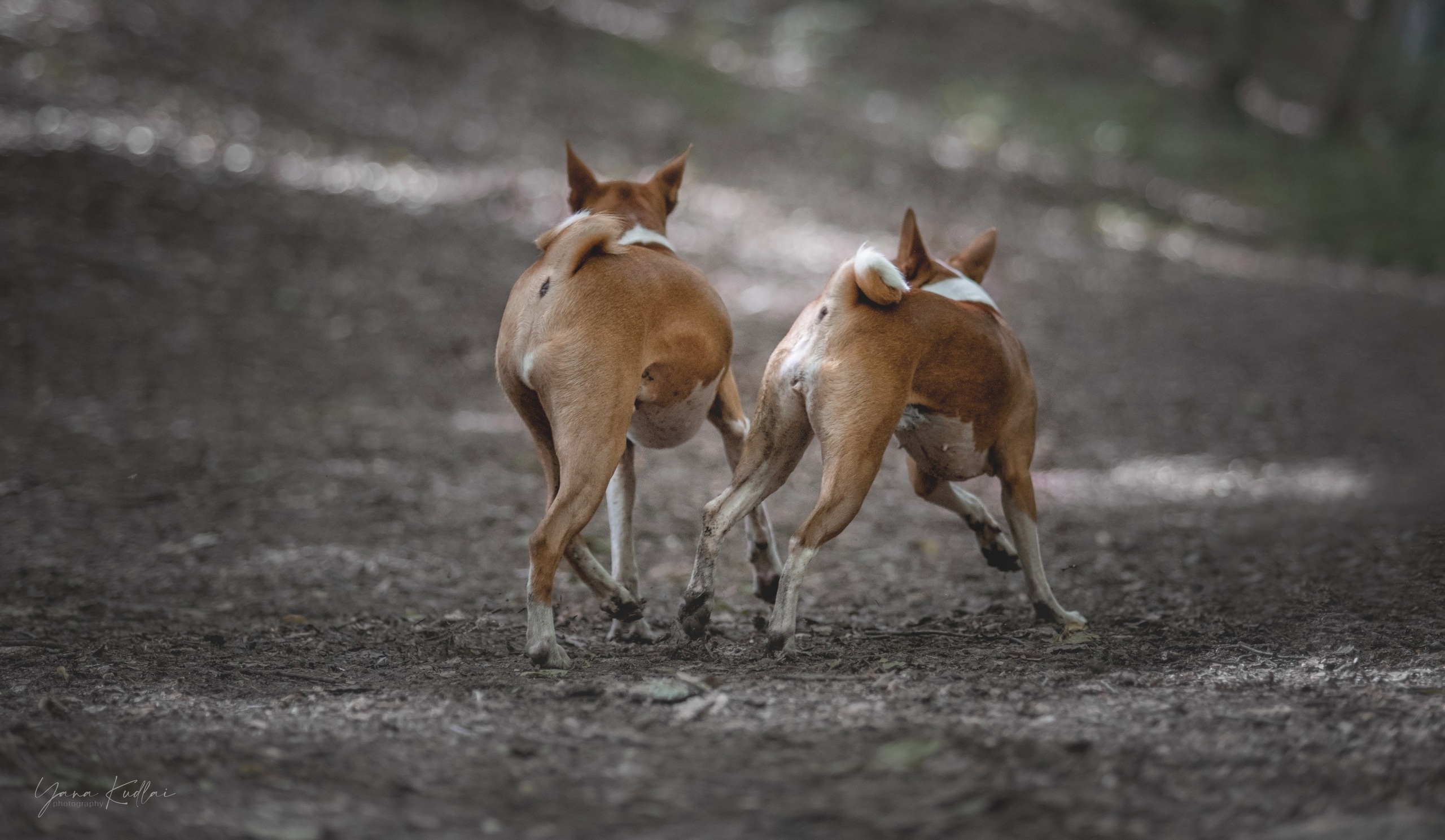 Два неугомонных бассенджи — Ива и Икс. Фотограф анималист Ставрополь Яна Кудлай