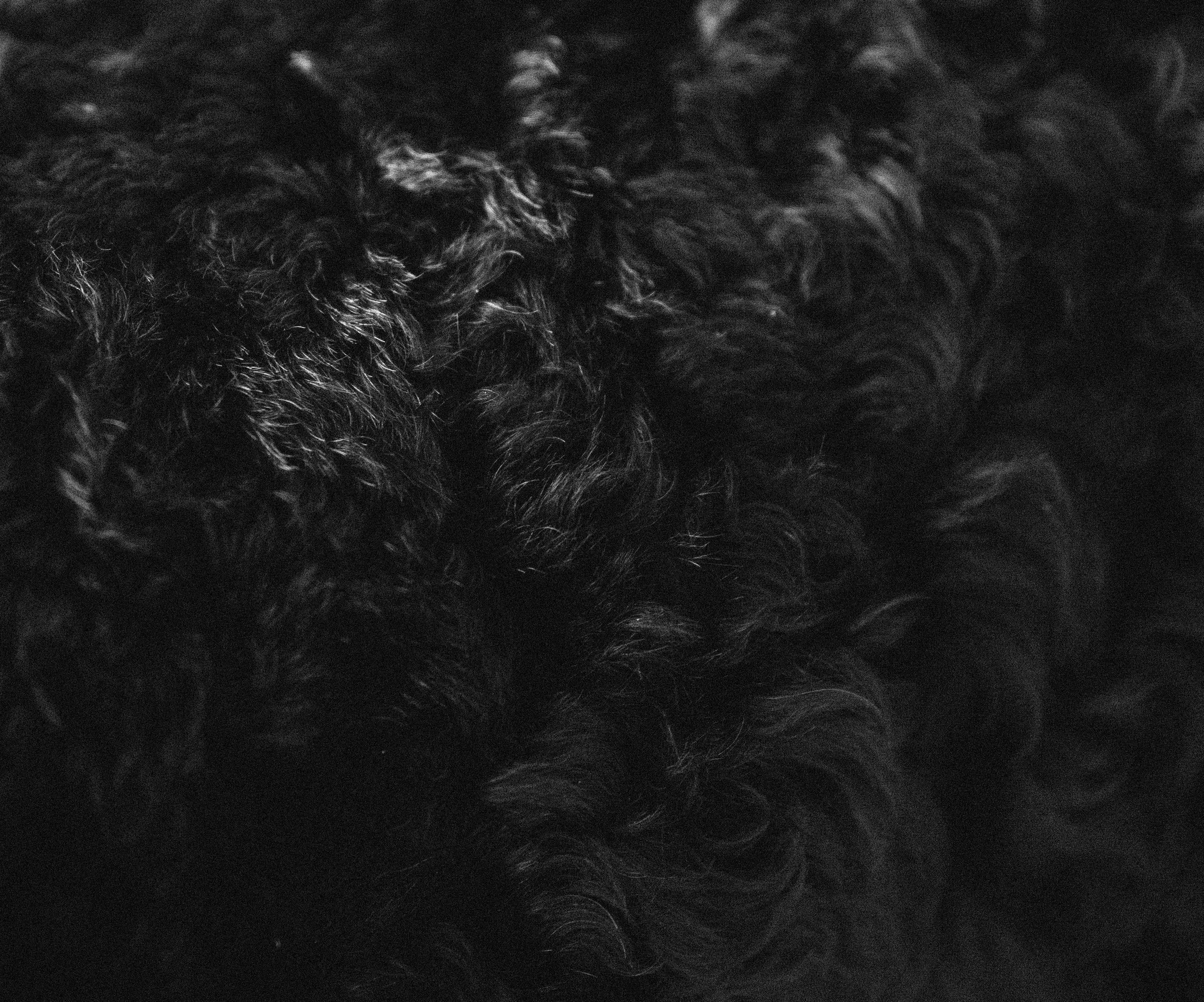 Портфолио. Фотограф-анималист в Екатеринбурге Марина Шишкина