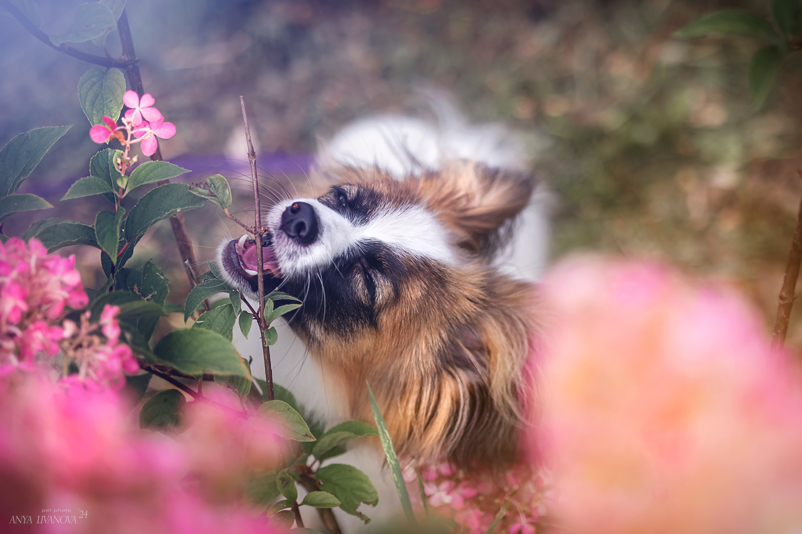 Хьюстон. Фотограф анималист Аня Ливанова | Рыбинск