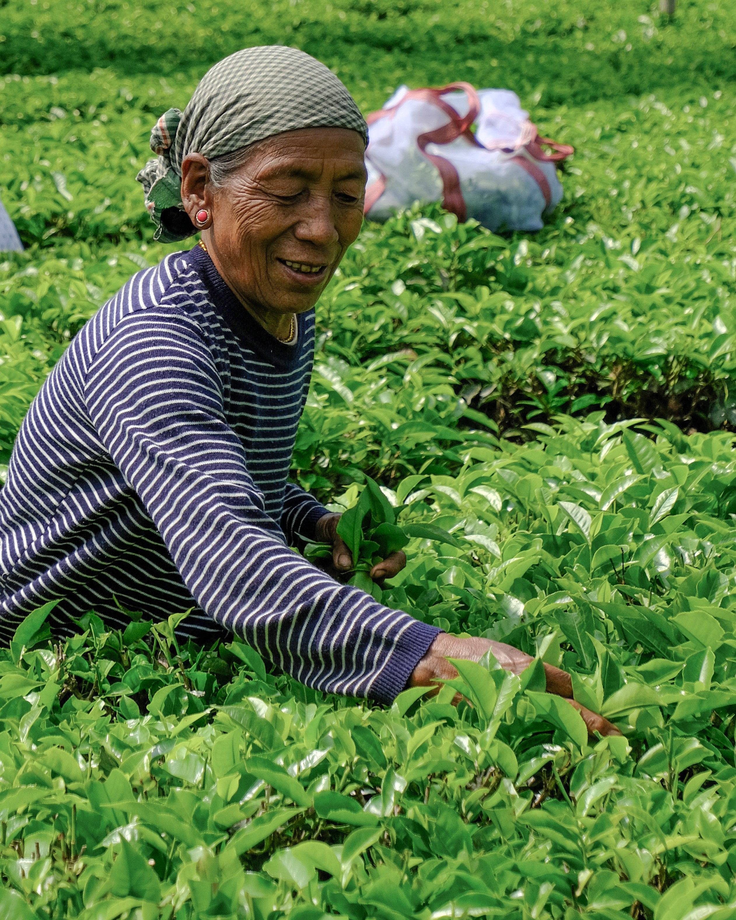 Ассам и Казиранга. Фотографии из путешествий