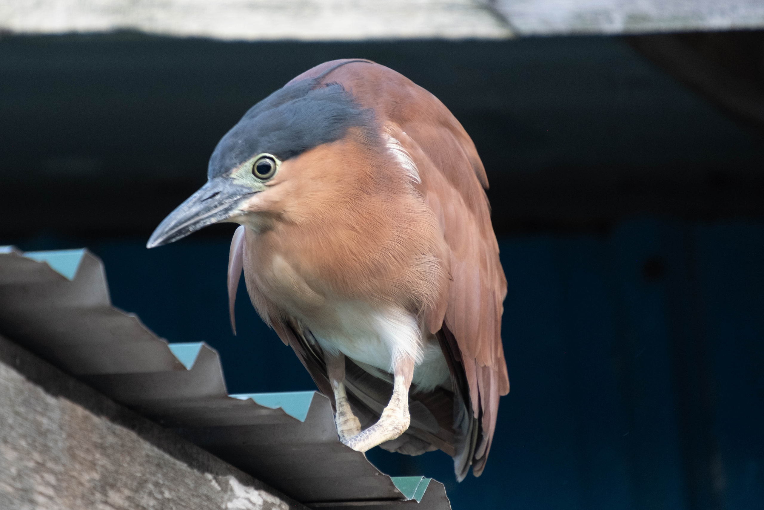 Остров Борнео, город Семпорна. Причал и рынок. Фотографии из путешествий