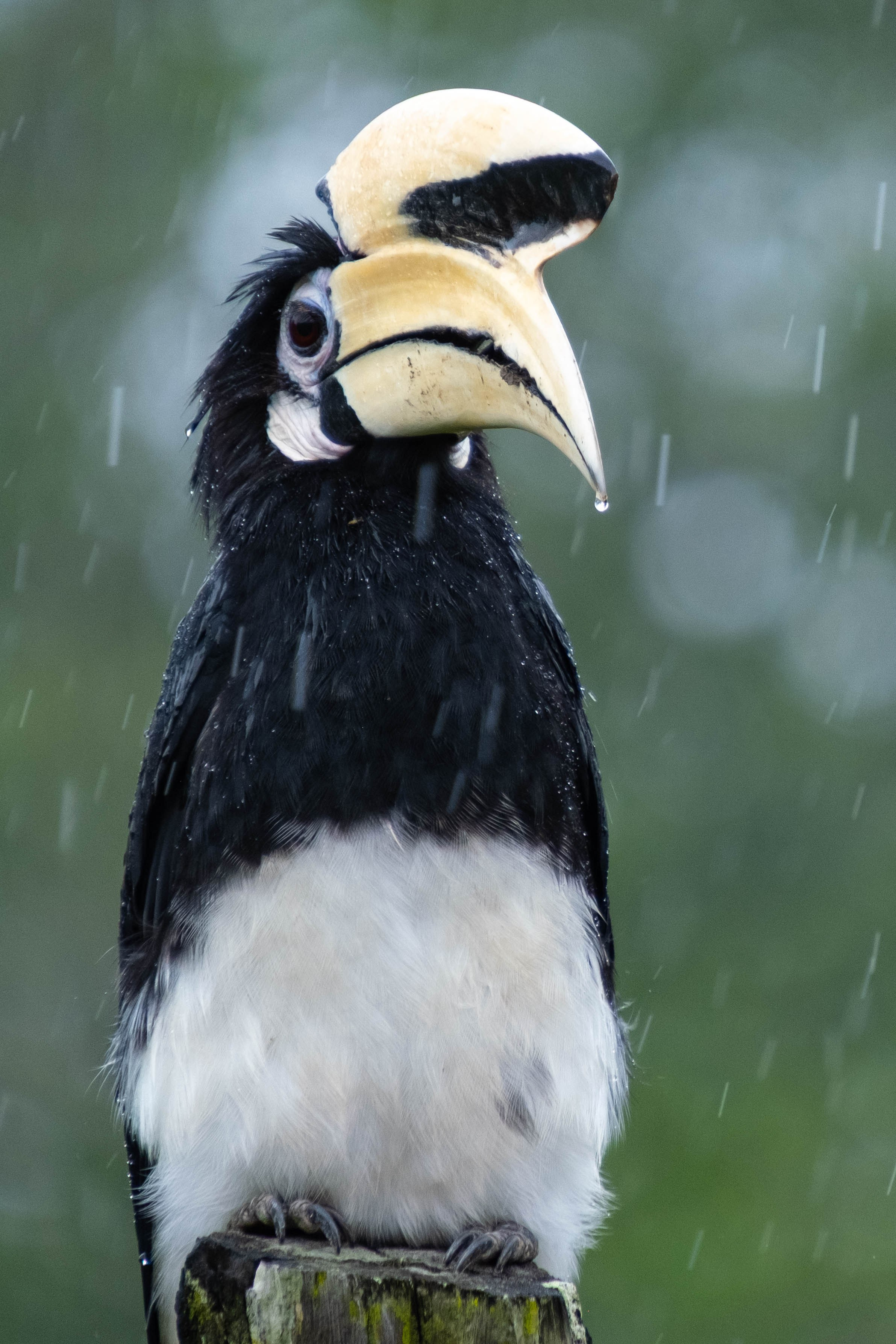 О. Борнео, г. Сандакан. В мире животных. Фотографии из путешествий