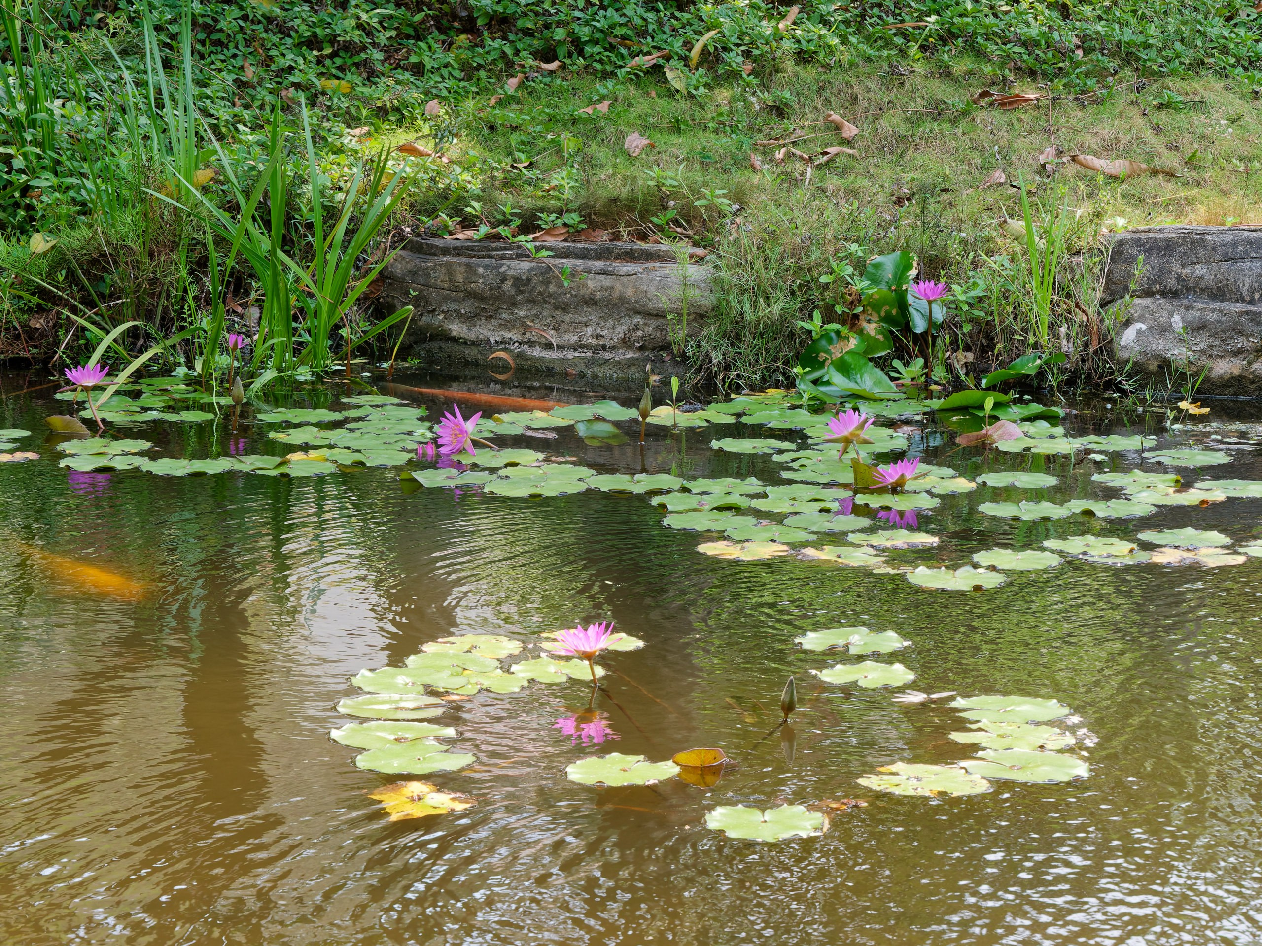 Хайнань 2026, флора, цветы и деревья. Фотопрогулки по Миру