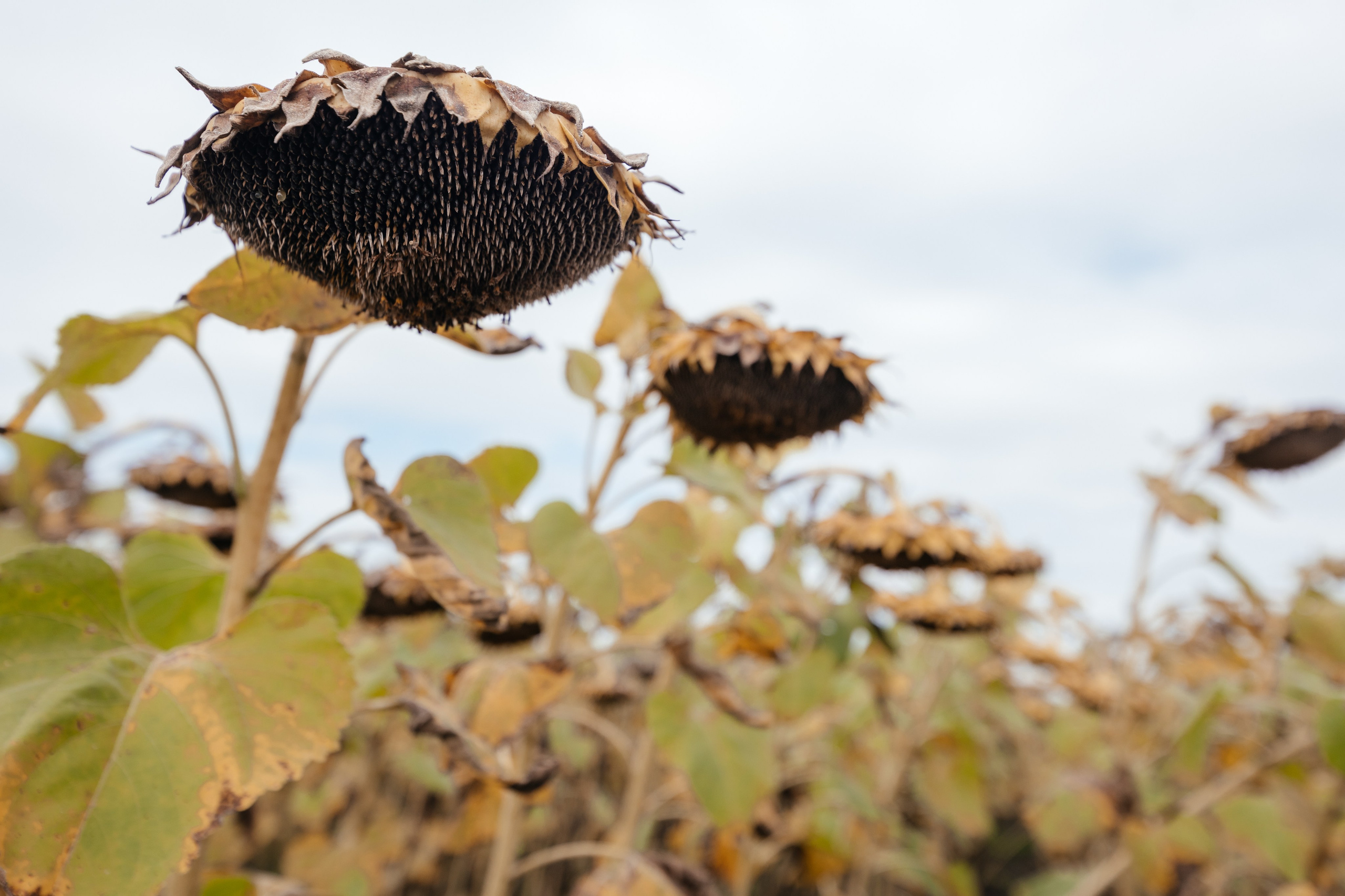 День поля. Фотограф Крохин Олег