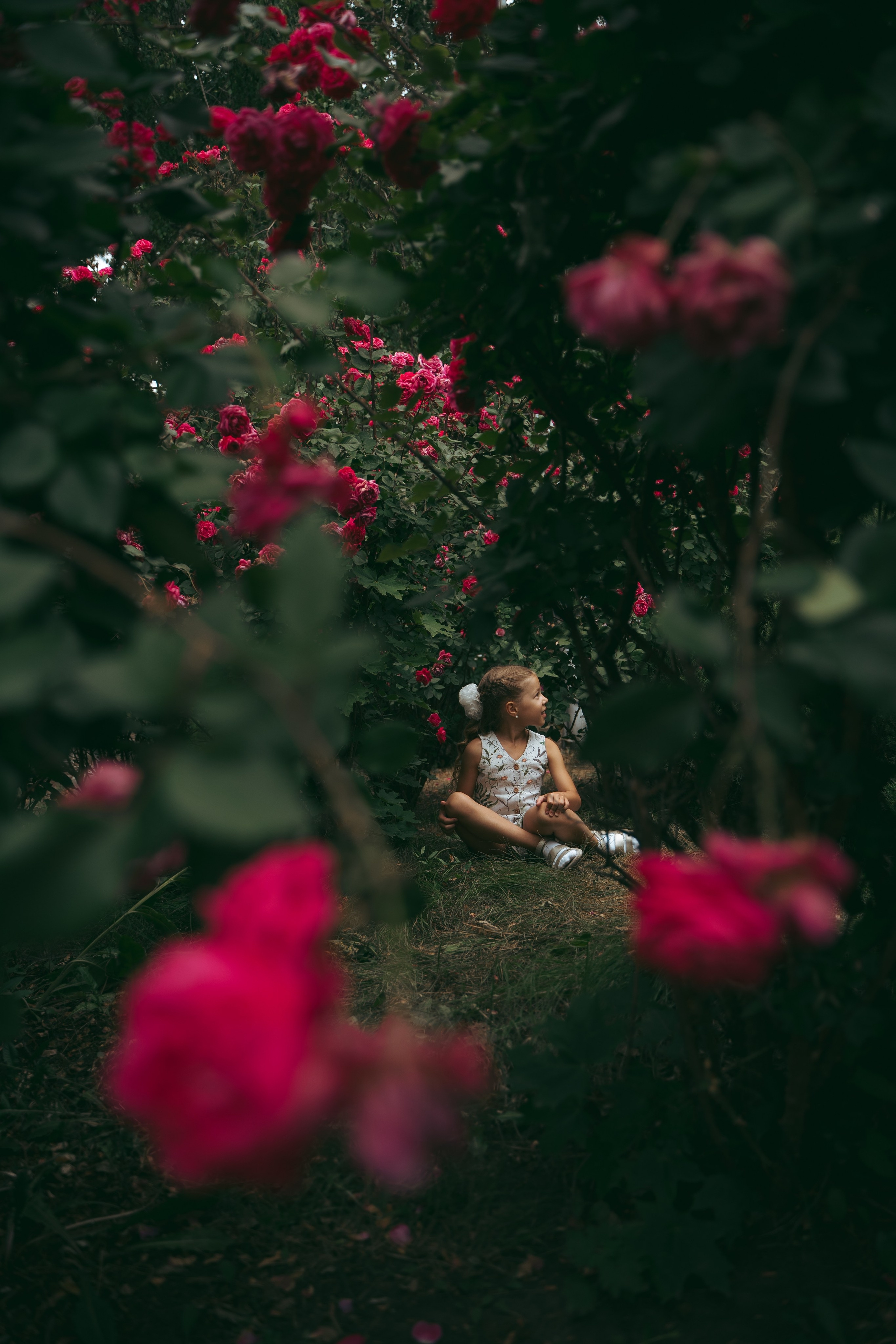 Розы. Фотограф Мария Зайчик