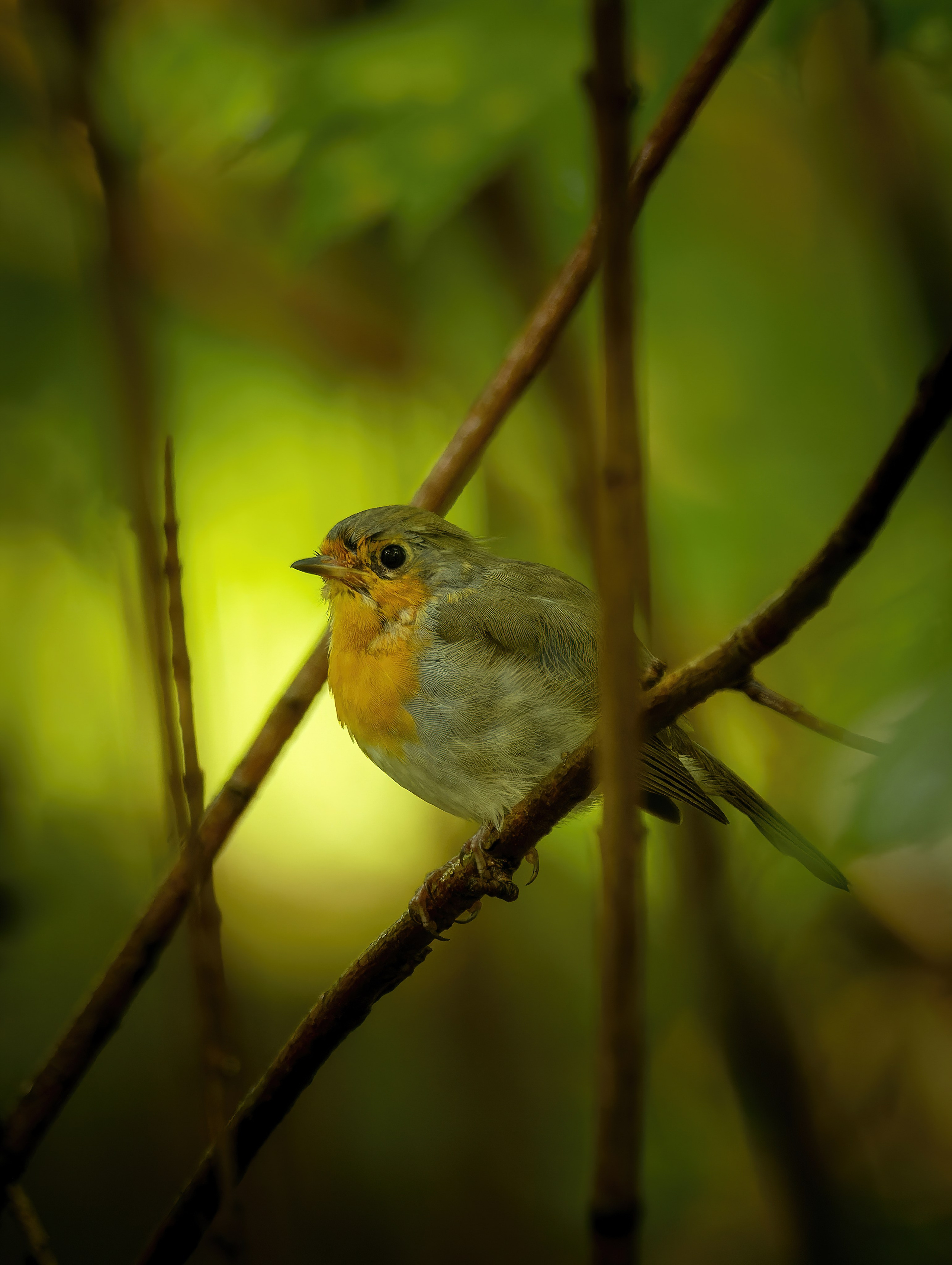 Птицы и животные. Oles Paritskiy