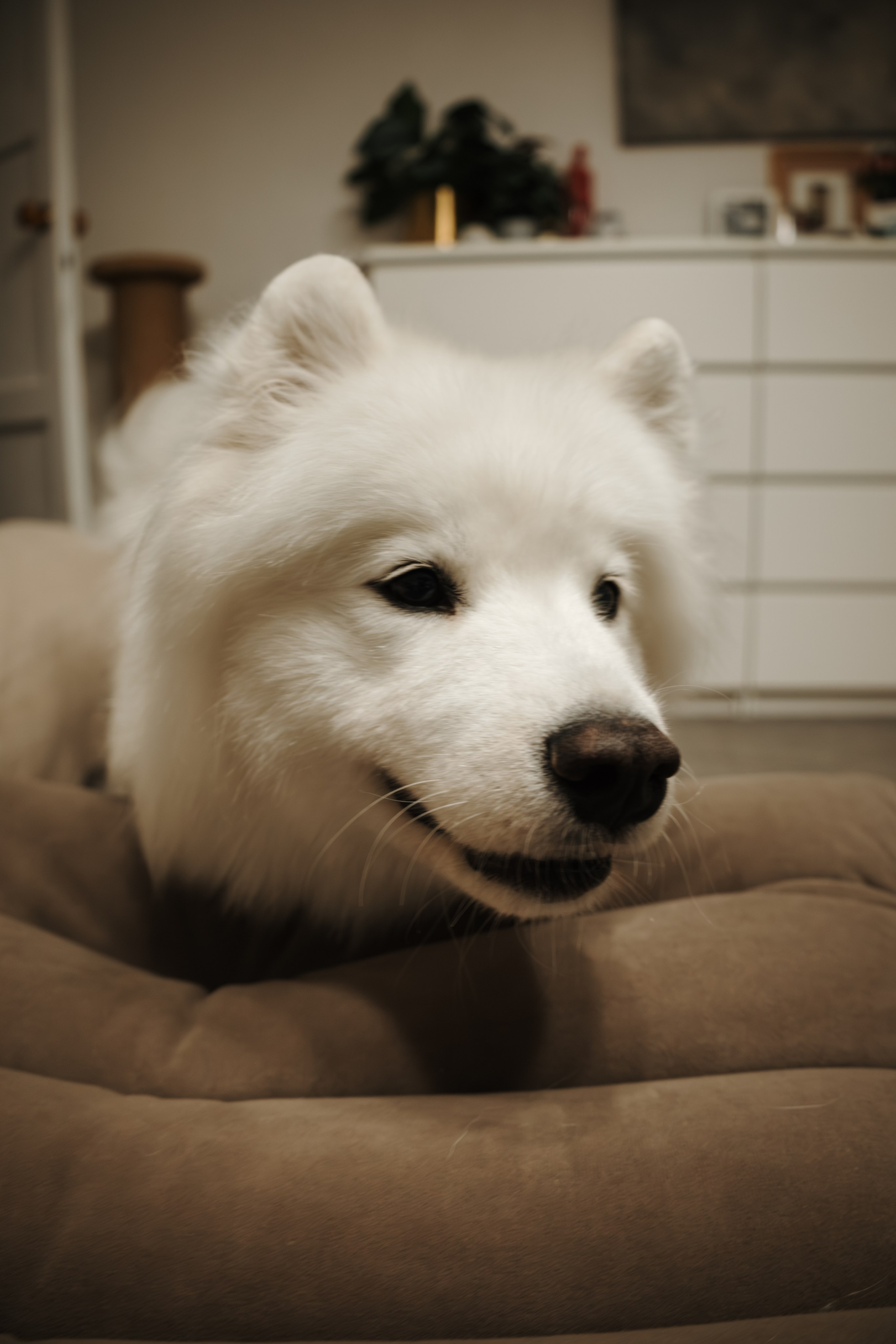 Домашняя фотосессия девушки с собакой и пара фото в дождливый день. Фотограф-анималист в Москве Екатерина Тихонова