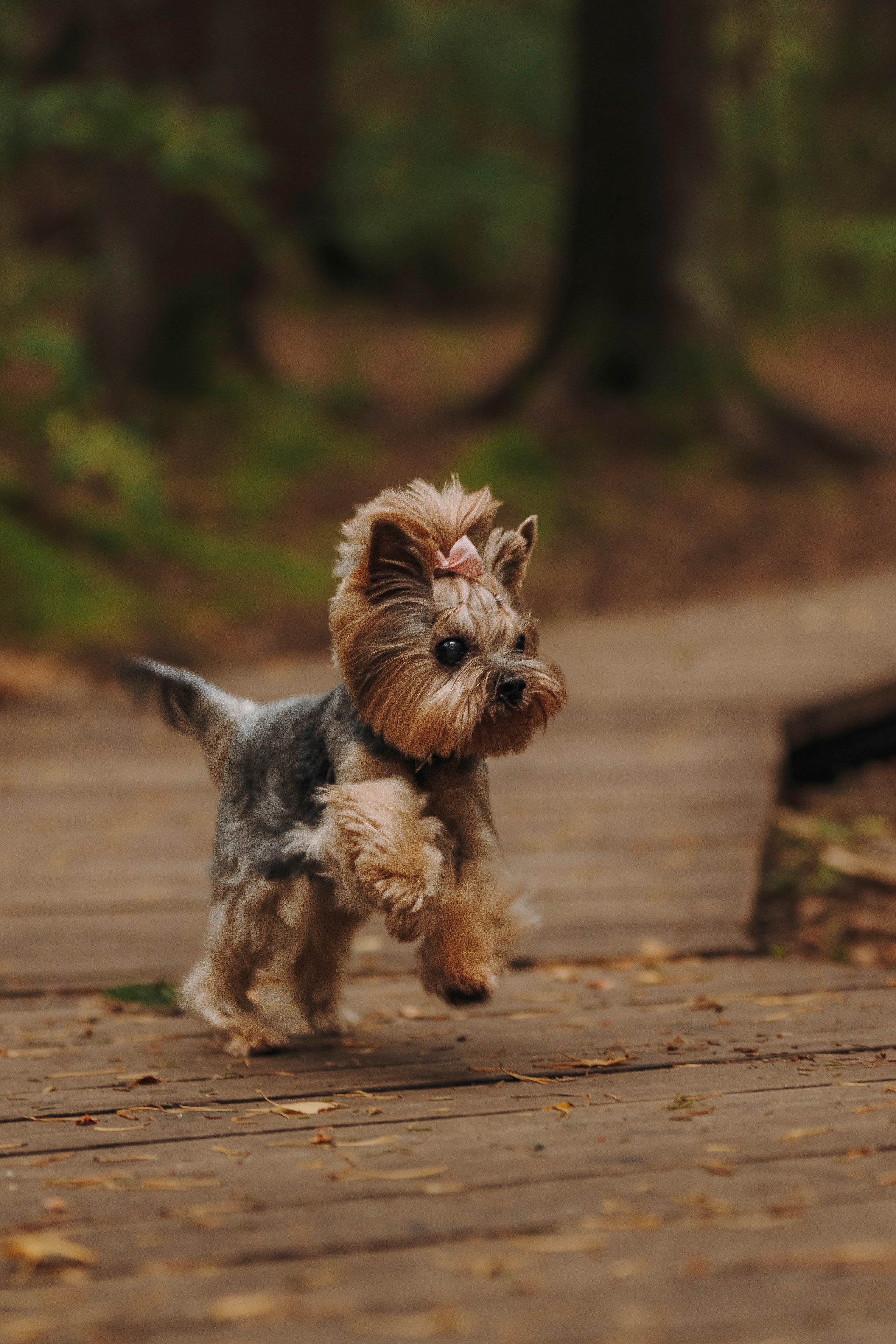 Евгения и Маруся. Фотограф анималист в Спб недорого Олеся Майорова