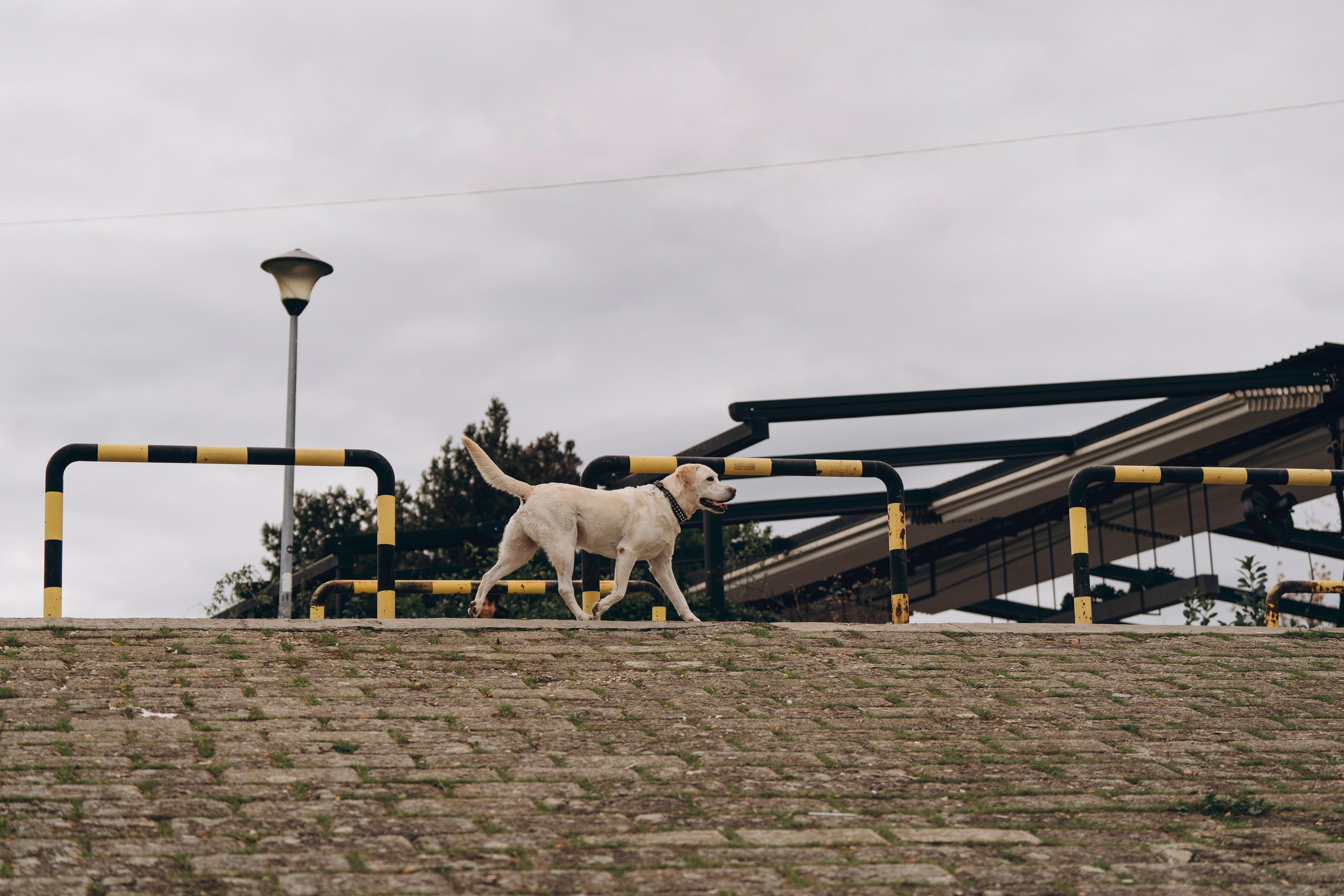 Вати, Лена и Леван. Фотограф анималист в Спб недорого Олеся Майорова