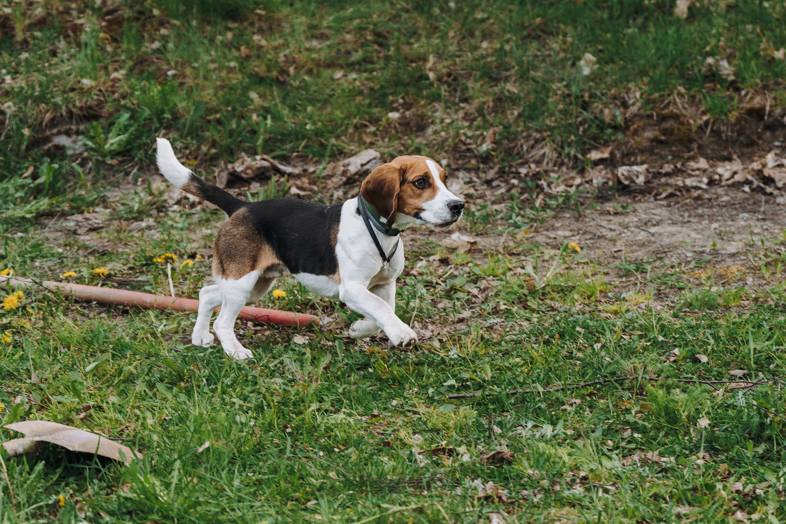 Соревнования по ноузворку в Лосево. Фотограф анималист в Спб недорого Олеся Майорова