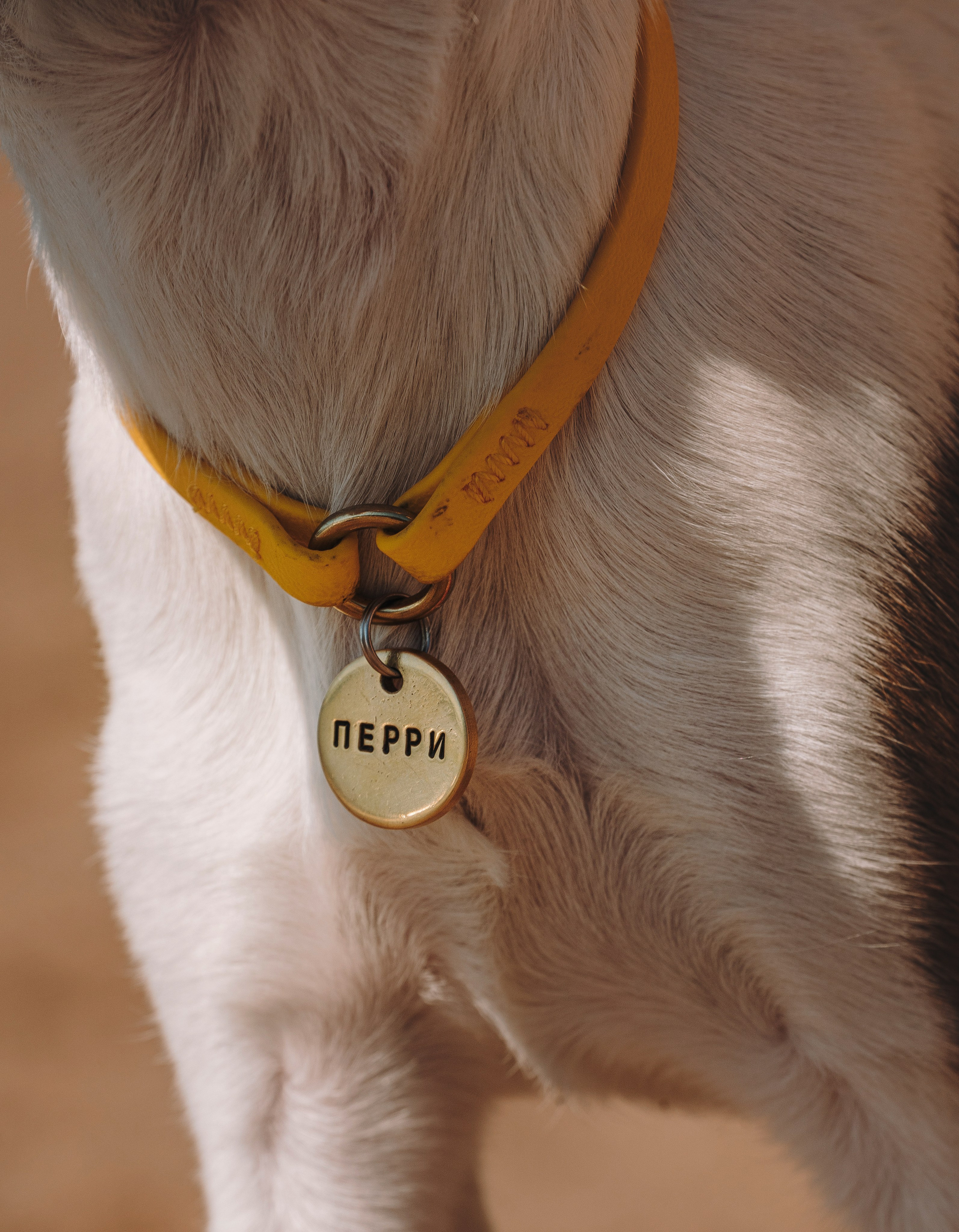 Ксения и Перри. Фотограф анималист в Спб недорого Олеся Майорова