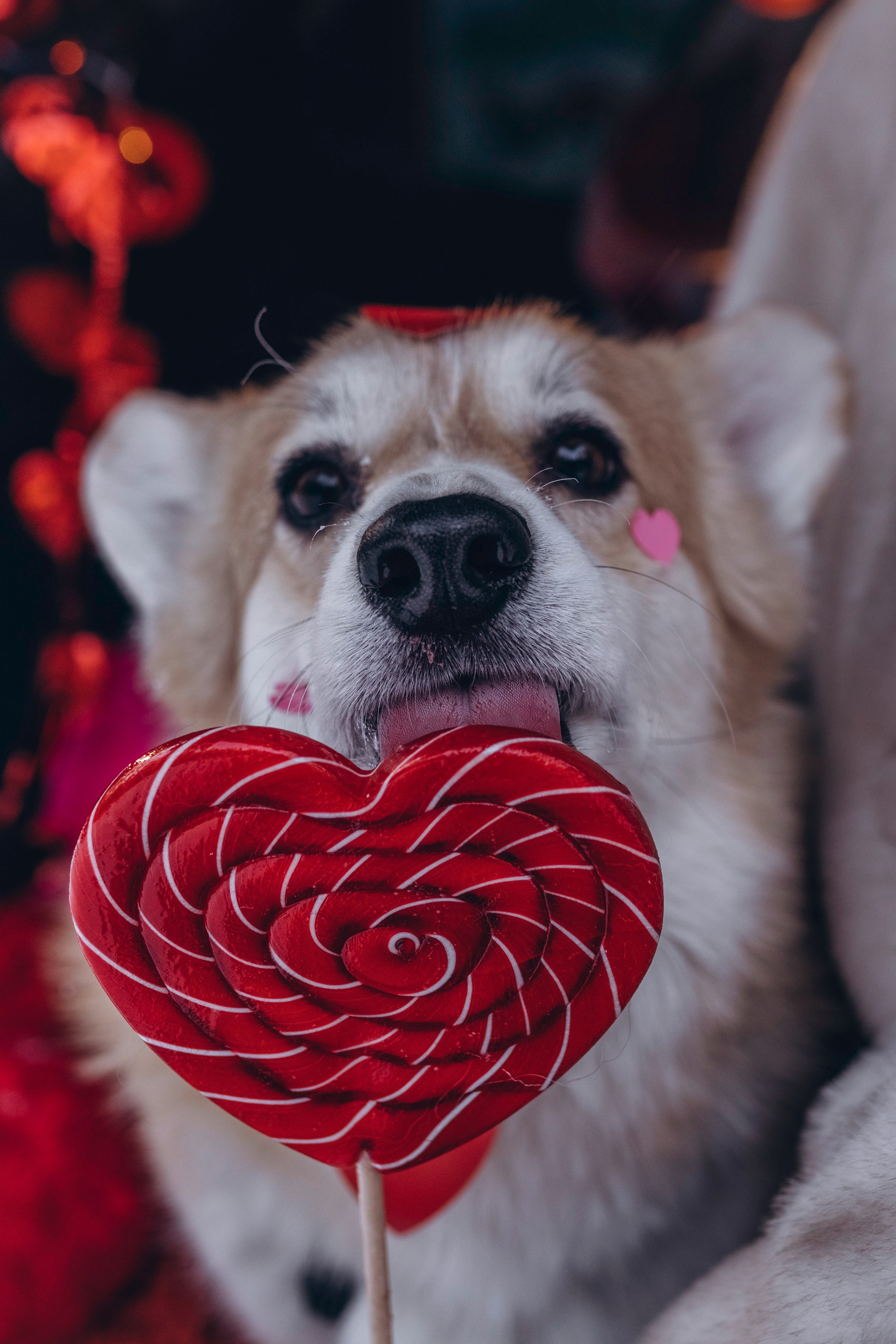 Фотодень Святого Валентина. Фотограф анималист в Спб недорого Олеся Майорова