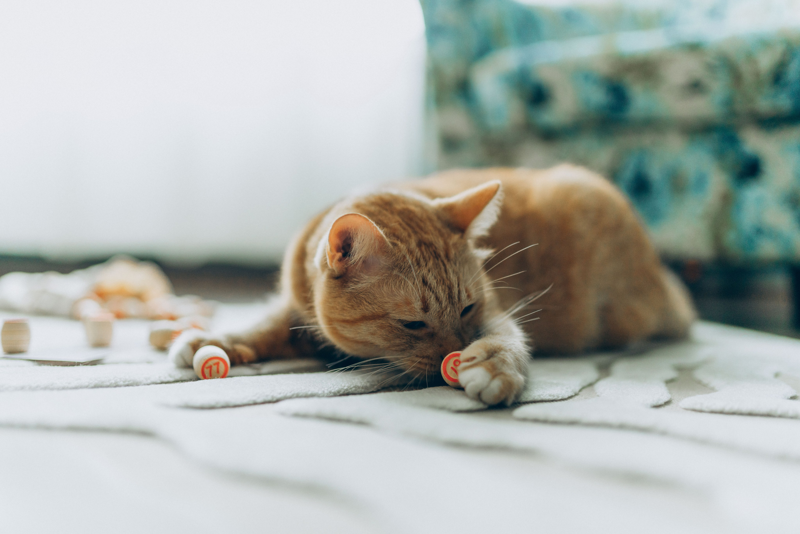 Даша и Брукс. Фотограф анималист в Спб недорого Олеся Майорова