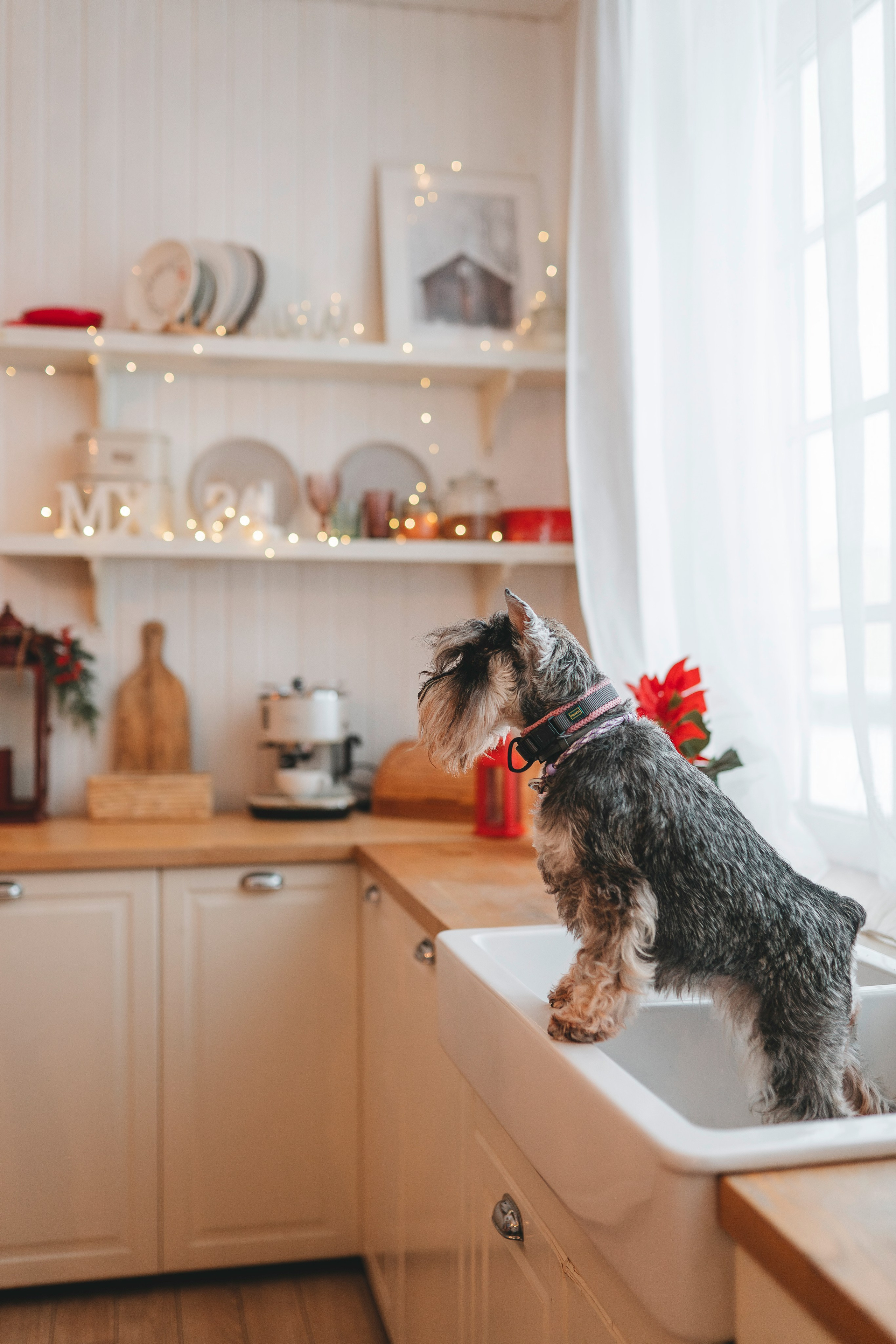 Ольга и Сатори. Фотограф анималист в Спб недорого Олеся Майорова