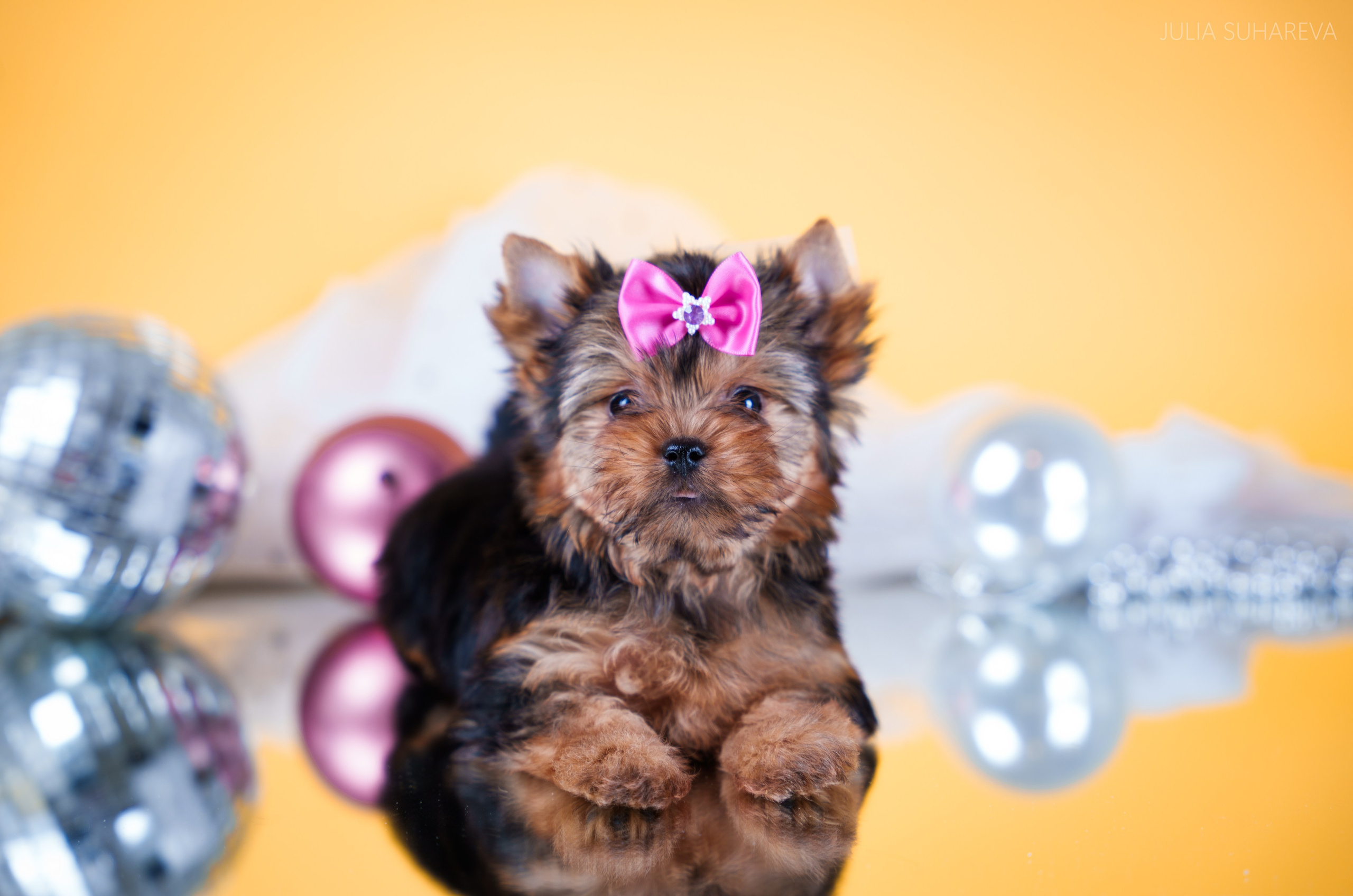 Йоркширский терьер (домашняя съемка). Главная