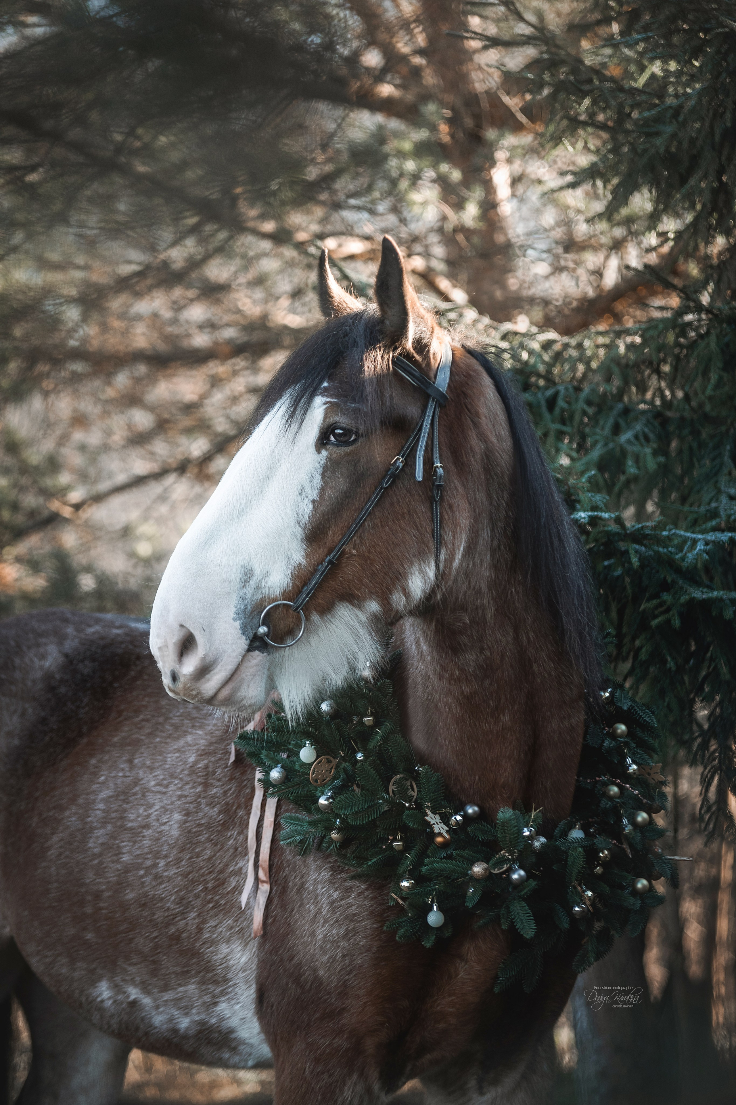Komardins. Конный фотограф Куракина Дарья • Фотосессии с лошадьми