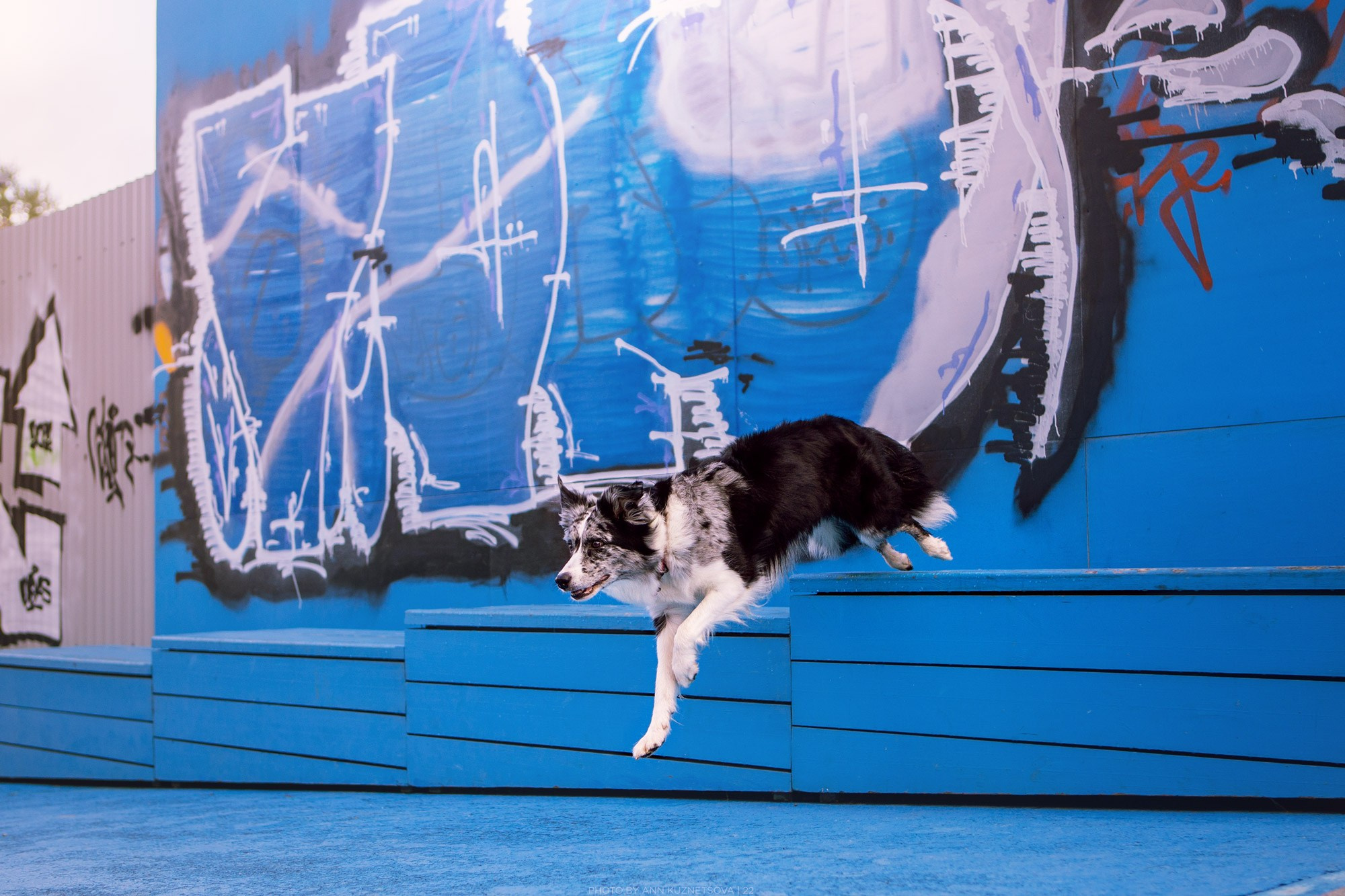 Оди и Юки. Фотограф анималист Кузнецова Анна Нижний Новгород