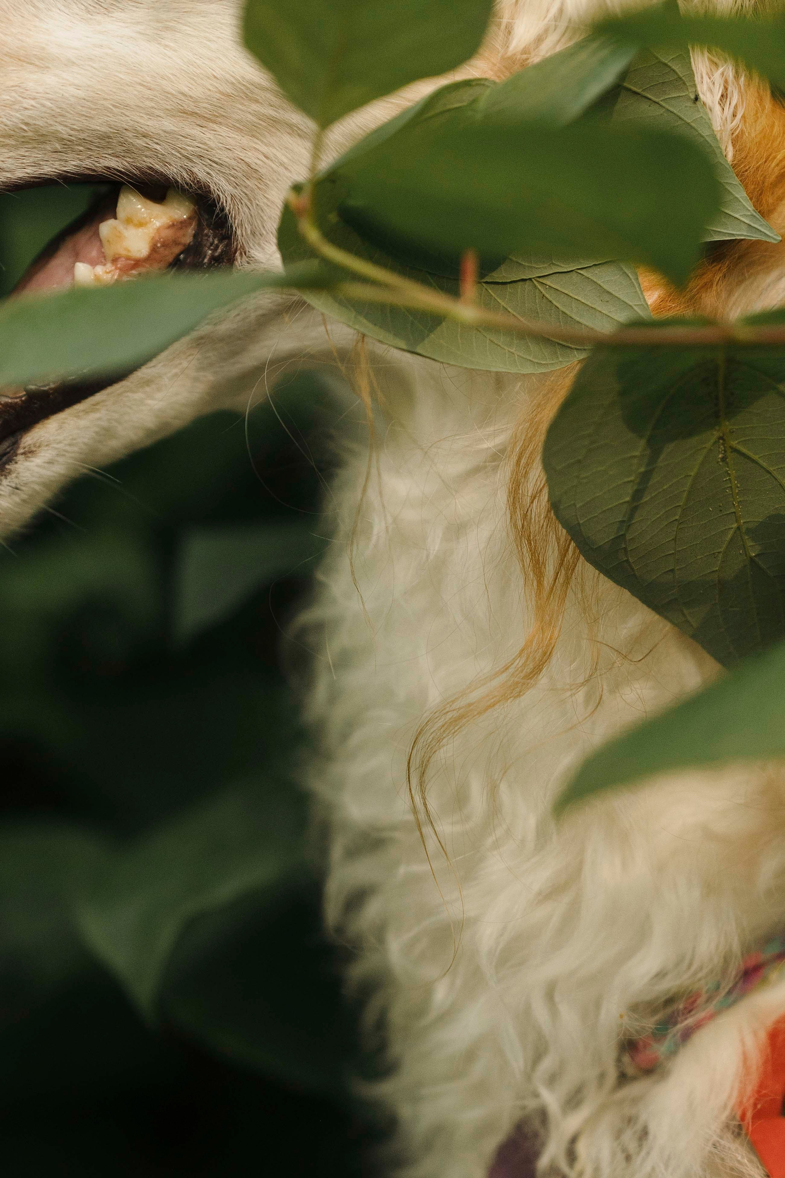 Тайга. Фотограф- анималист Александра Матвеева