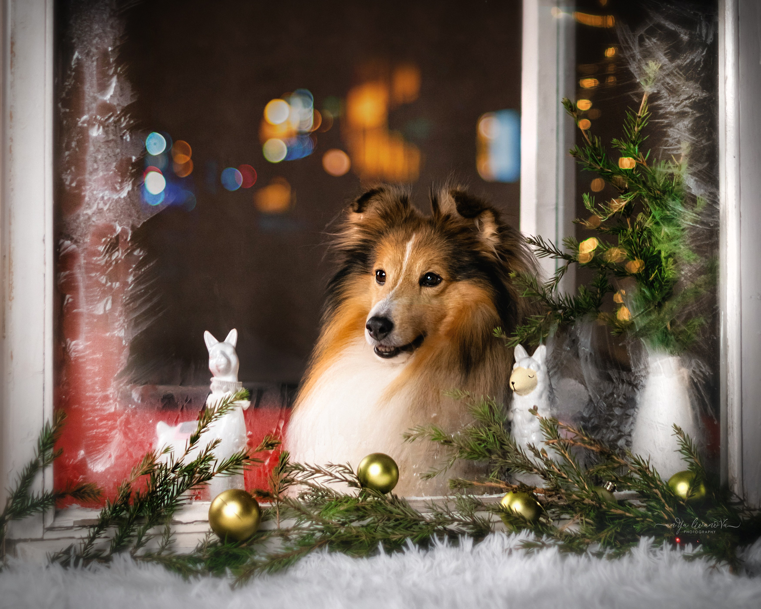 Окошко. Фотограф анималист Аня Ливанова | Рыбинск