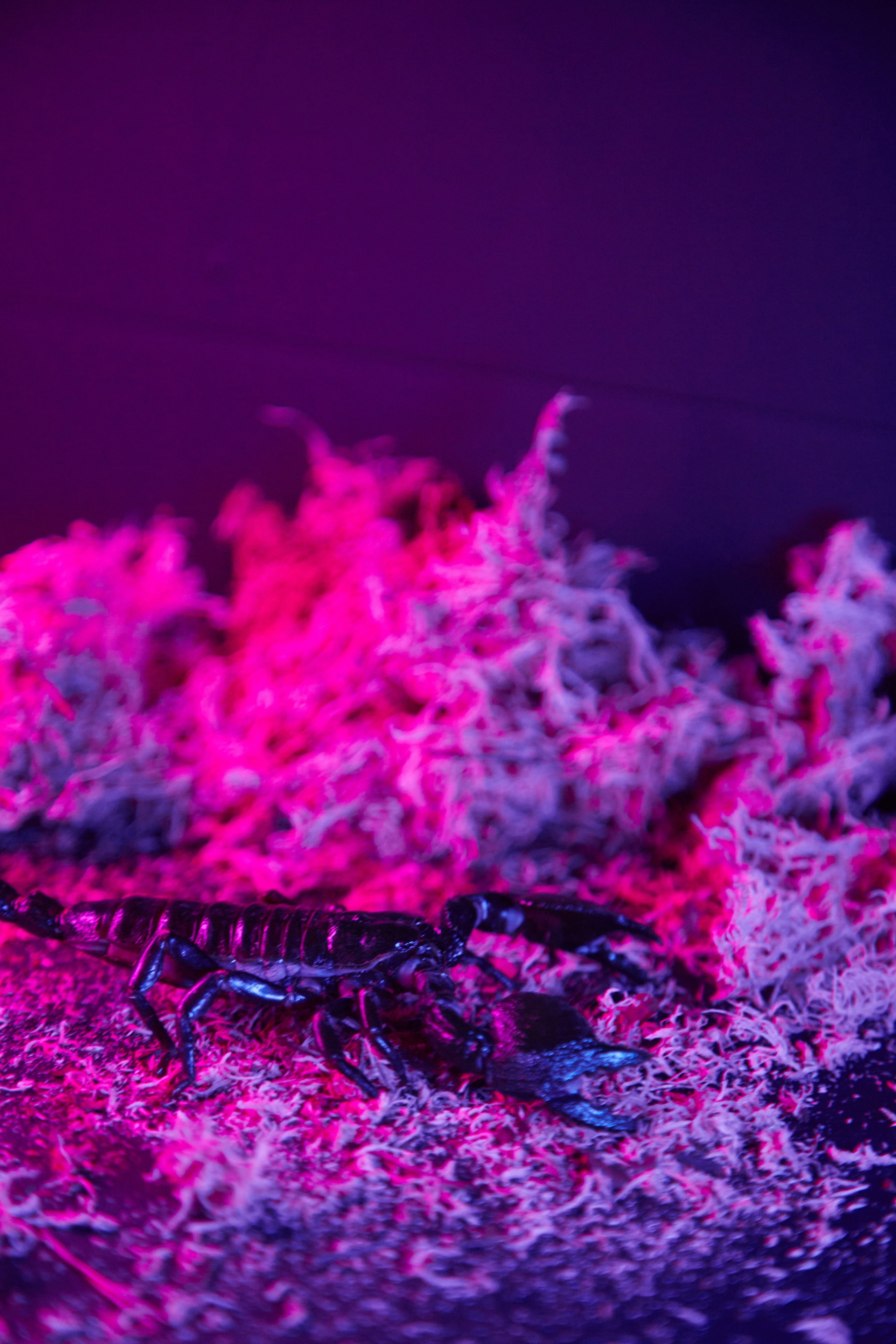 Фотосъёмка ящерицы в террариуме с подсветкой.