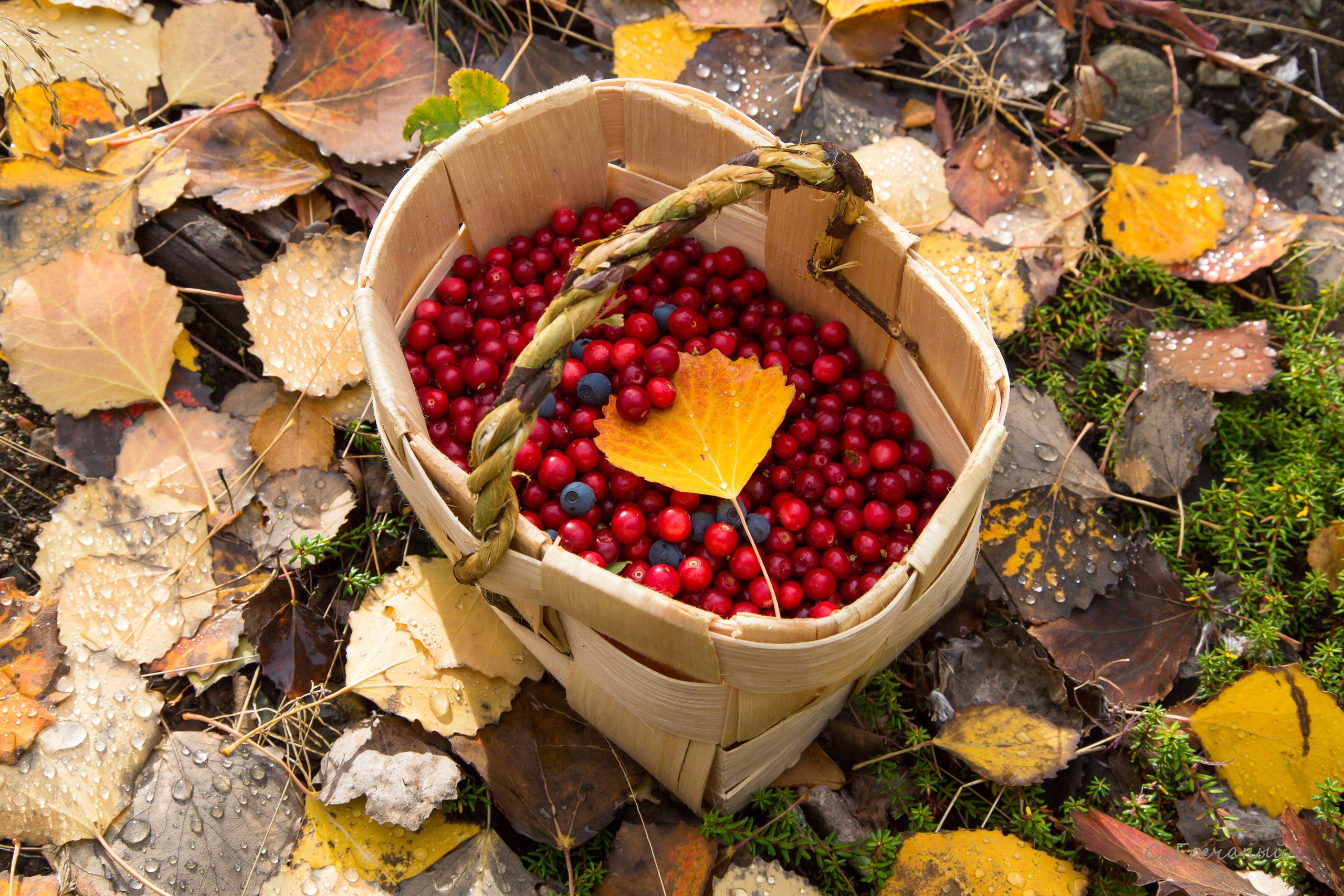 Мир растений. Пейзажи Крайнего Севера. Баренцево море, Рыбачий, Средний, Немецкий