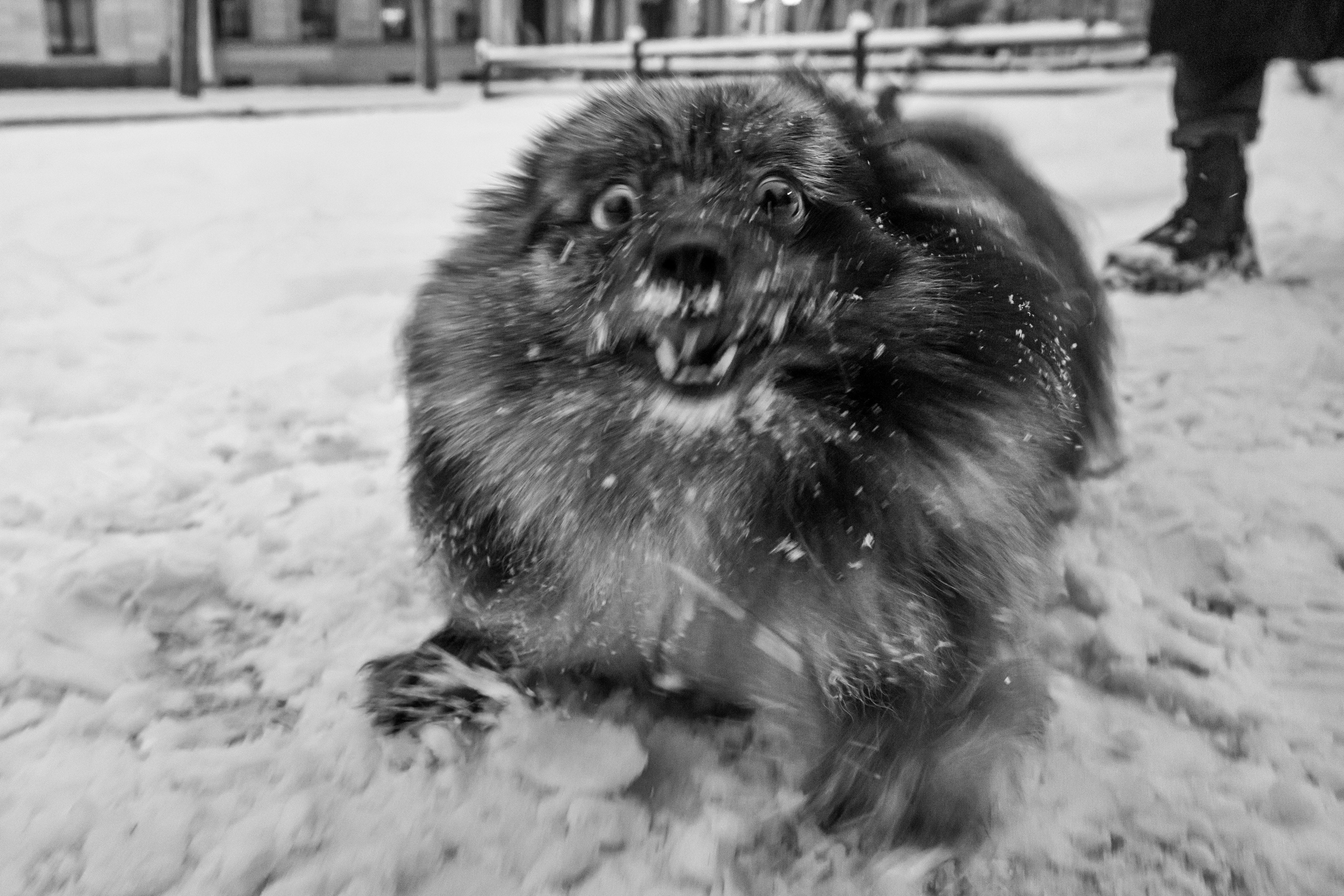 Dimitri Bakhtadze, dogs photos. Dimitri Bakhtadze photographer