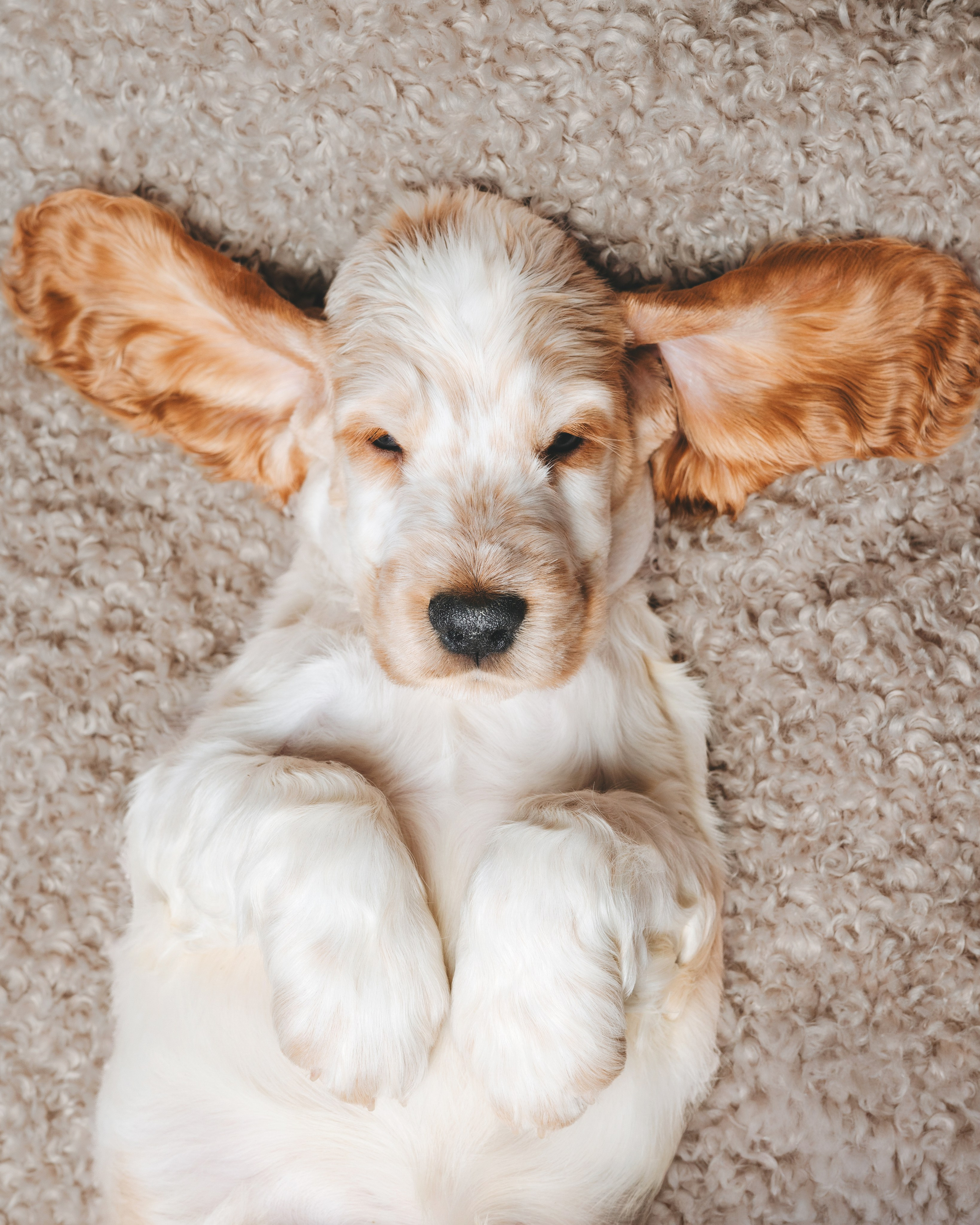 Английские коккер-спаниели. Фотограф анималист Осипчикова Мария
