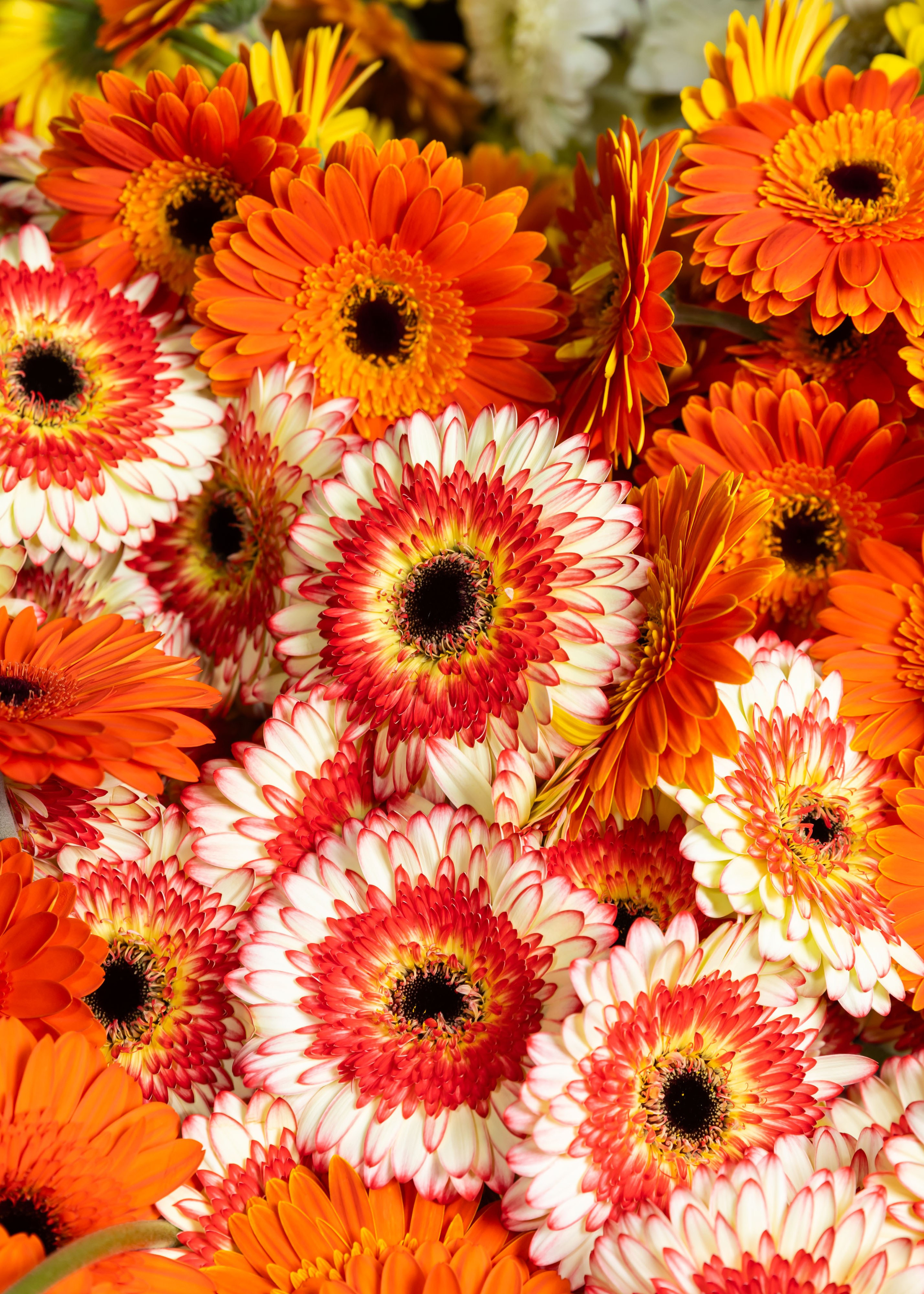 ЦВЕТЫ. ФОТОГРАФ ВИНОГРАДОВА ДАРЬЯ