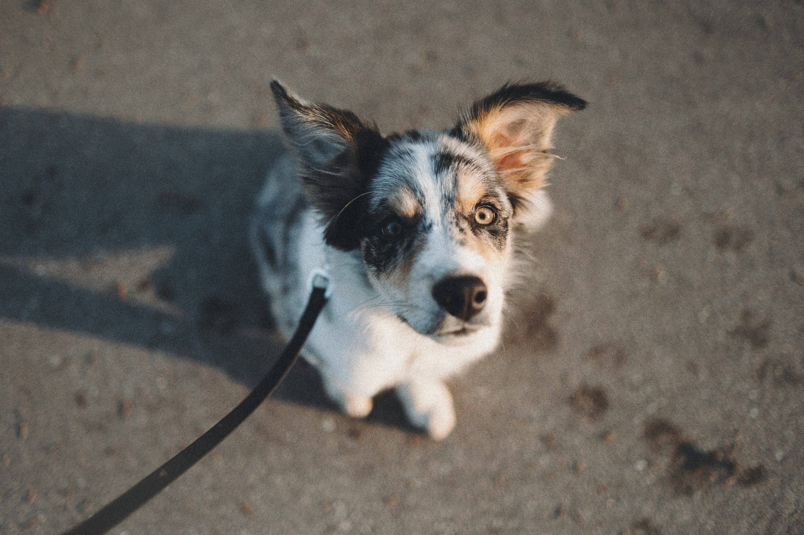 Балу и Илья. Фотограф анималист Анастасия Пикей