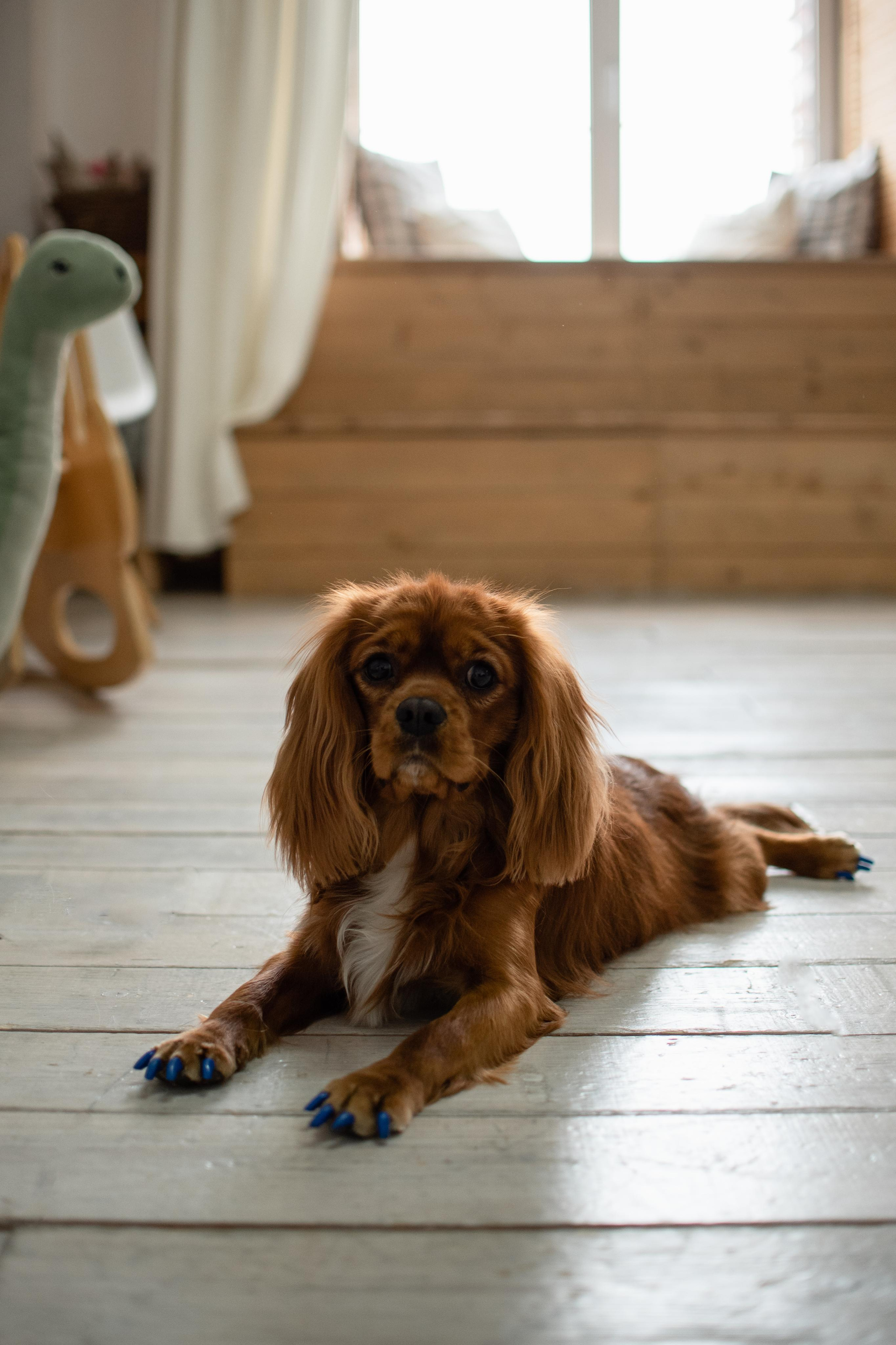 Ксения и Гуччи. Фотограф Челябинск Екатерина Миниханова