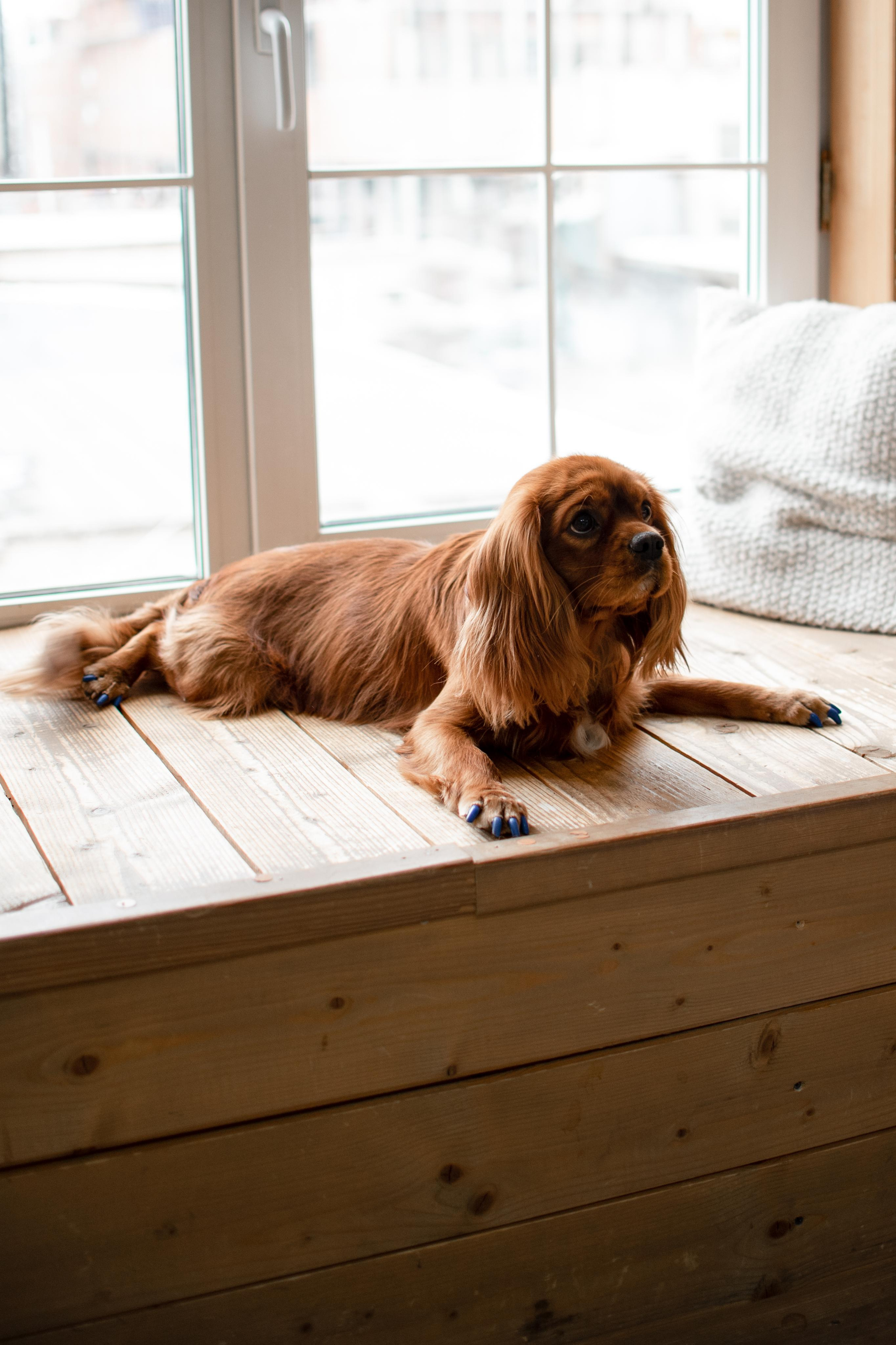 Ксения и Гуччи. Фотограф Челябинск Екатерина Миниханова