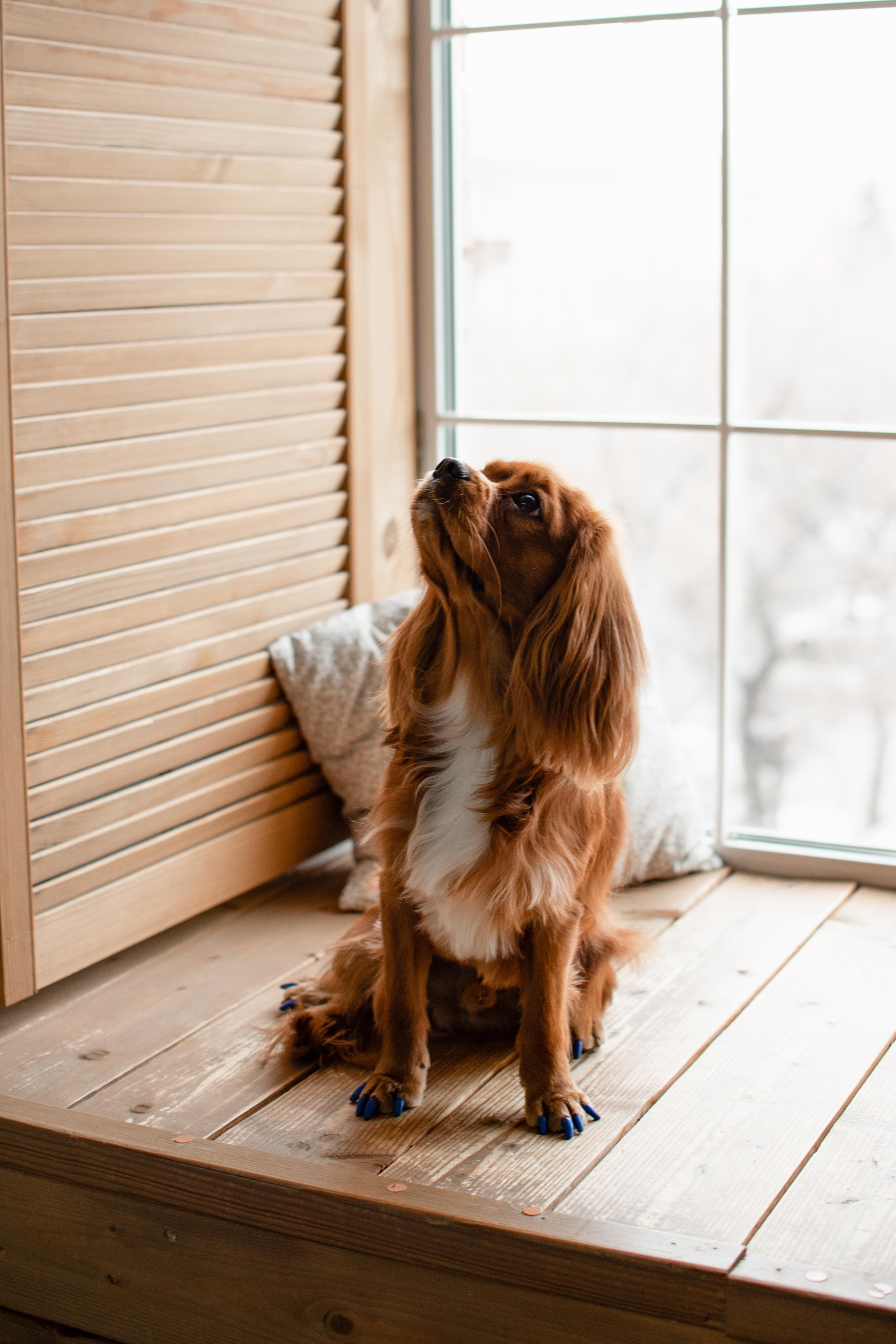 Ксения и Гуччи. Фотограф Челябинск Екатерина Миниханова