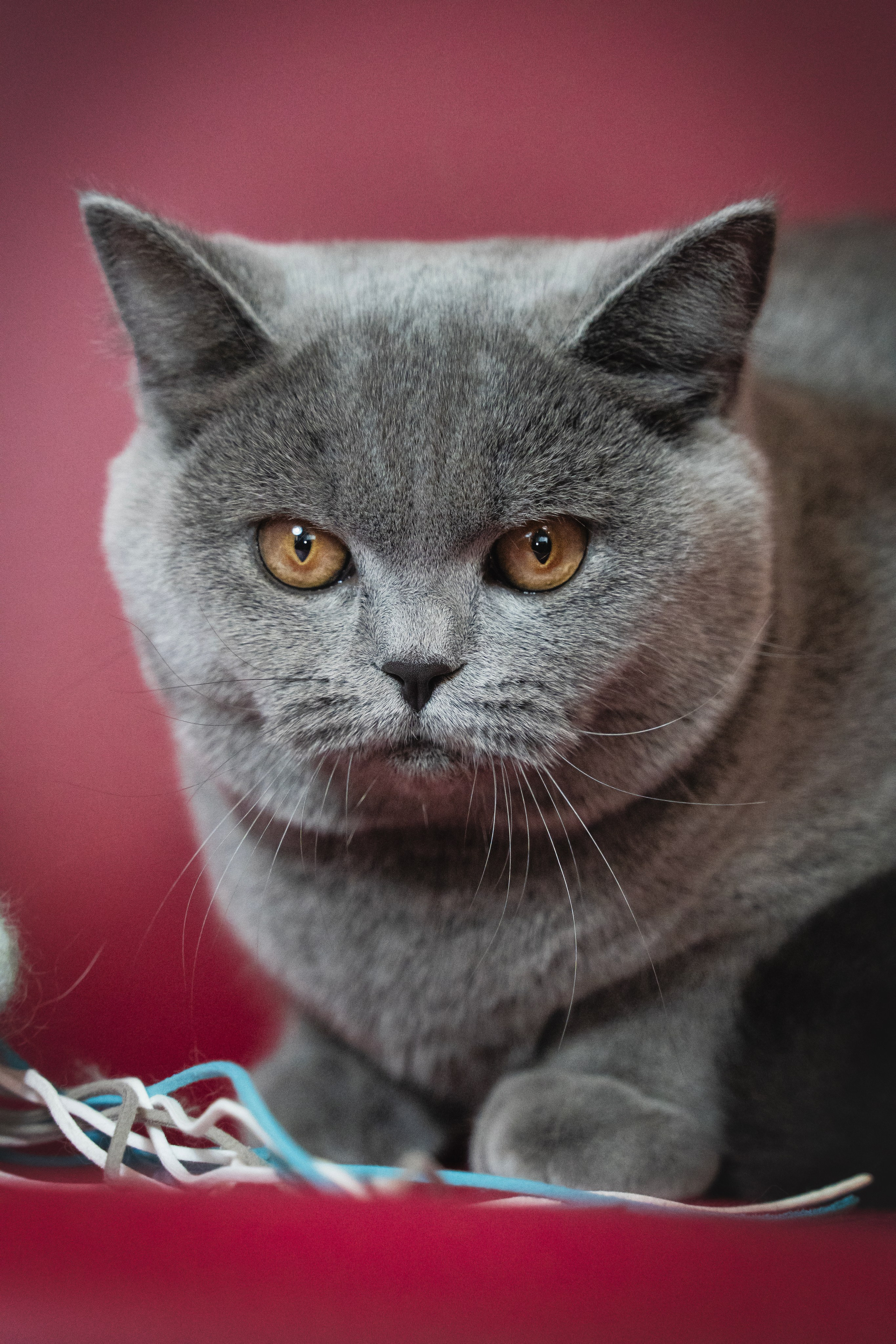 Котики. Семейный фотограф анималист г. Находка