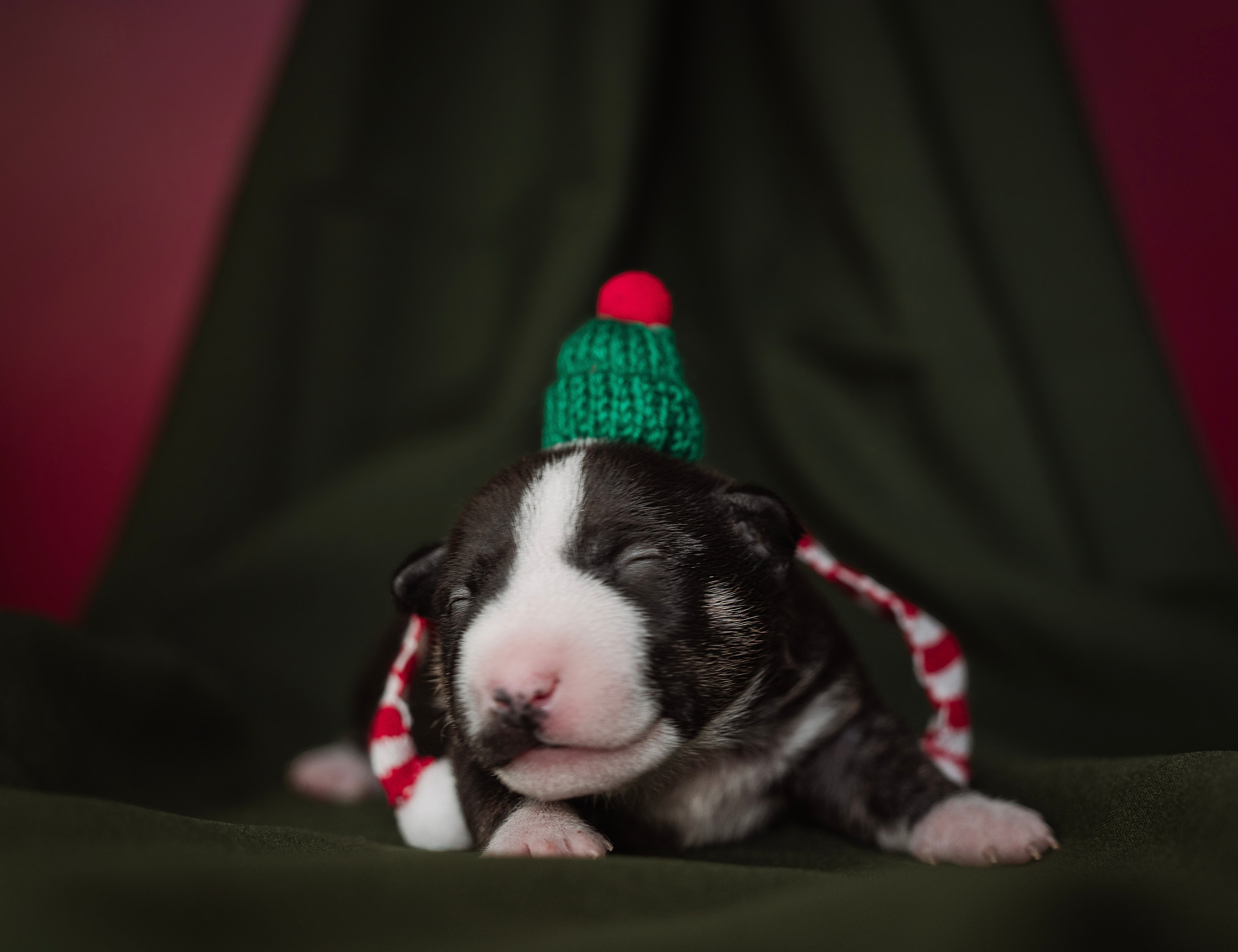Ньюборн. Семейный фотограф анималист г. Находка