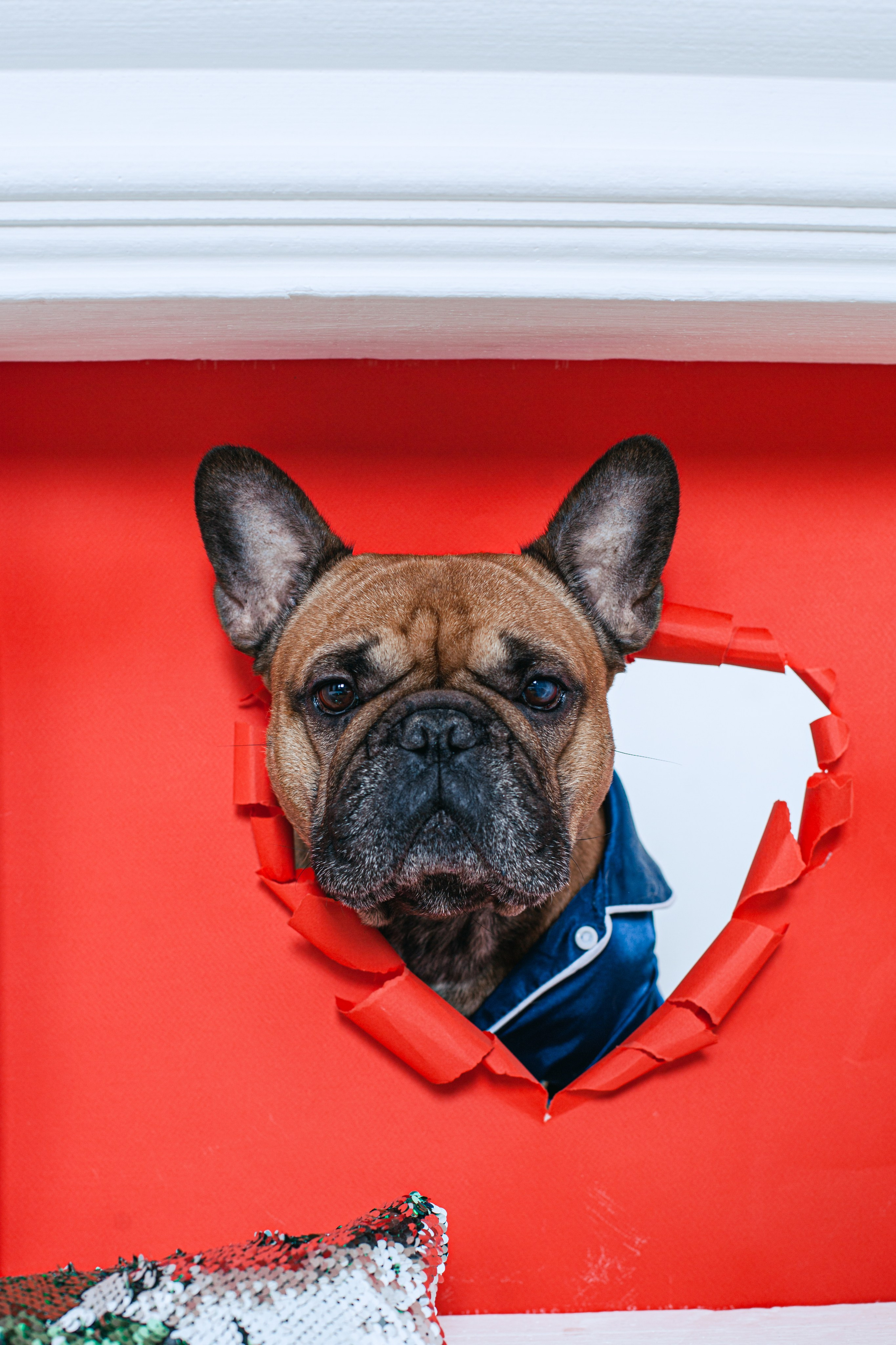Пижамная вечеринка французских бульдогов и их хозяев. Фотограф-анималист Татьяна Степанова