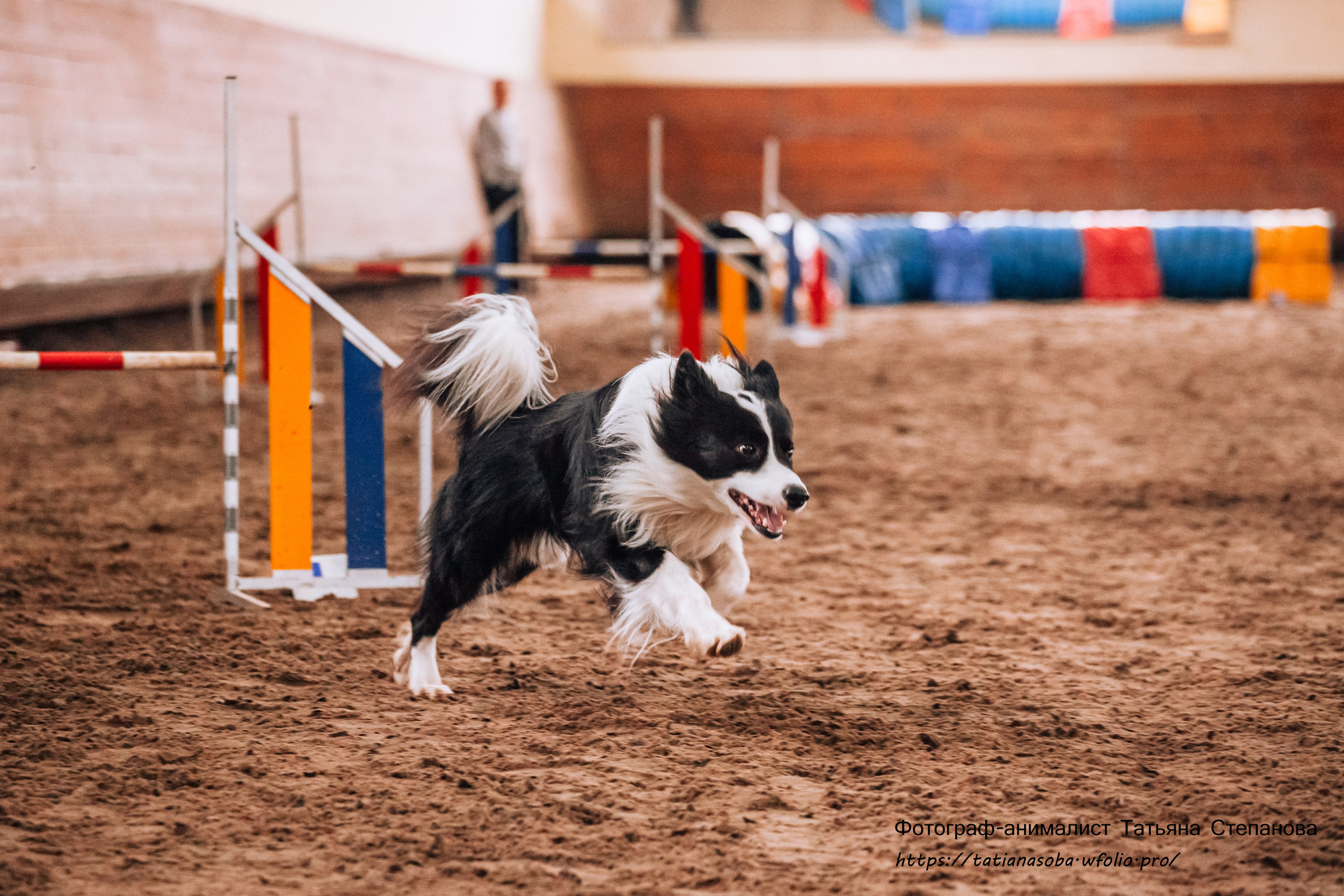 Соревнования по Аджилити 25.02.2024. Фотограф-анималист Татьяна Степанова