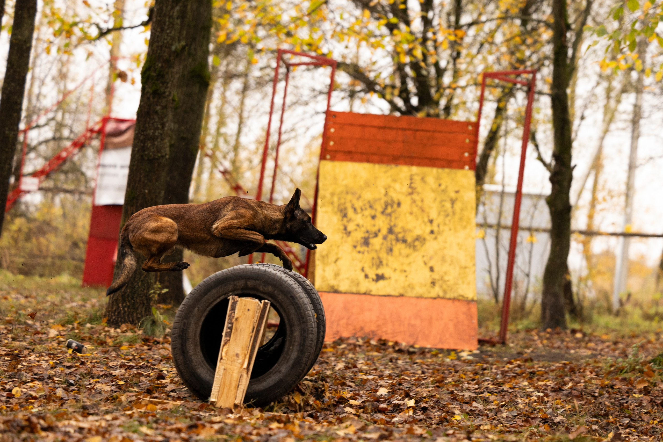 Соревнования по Мондьорингу г. Вологда. Фотограф-анималист Анна Маринич